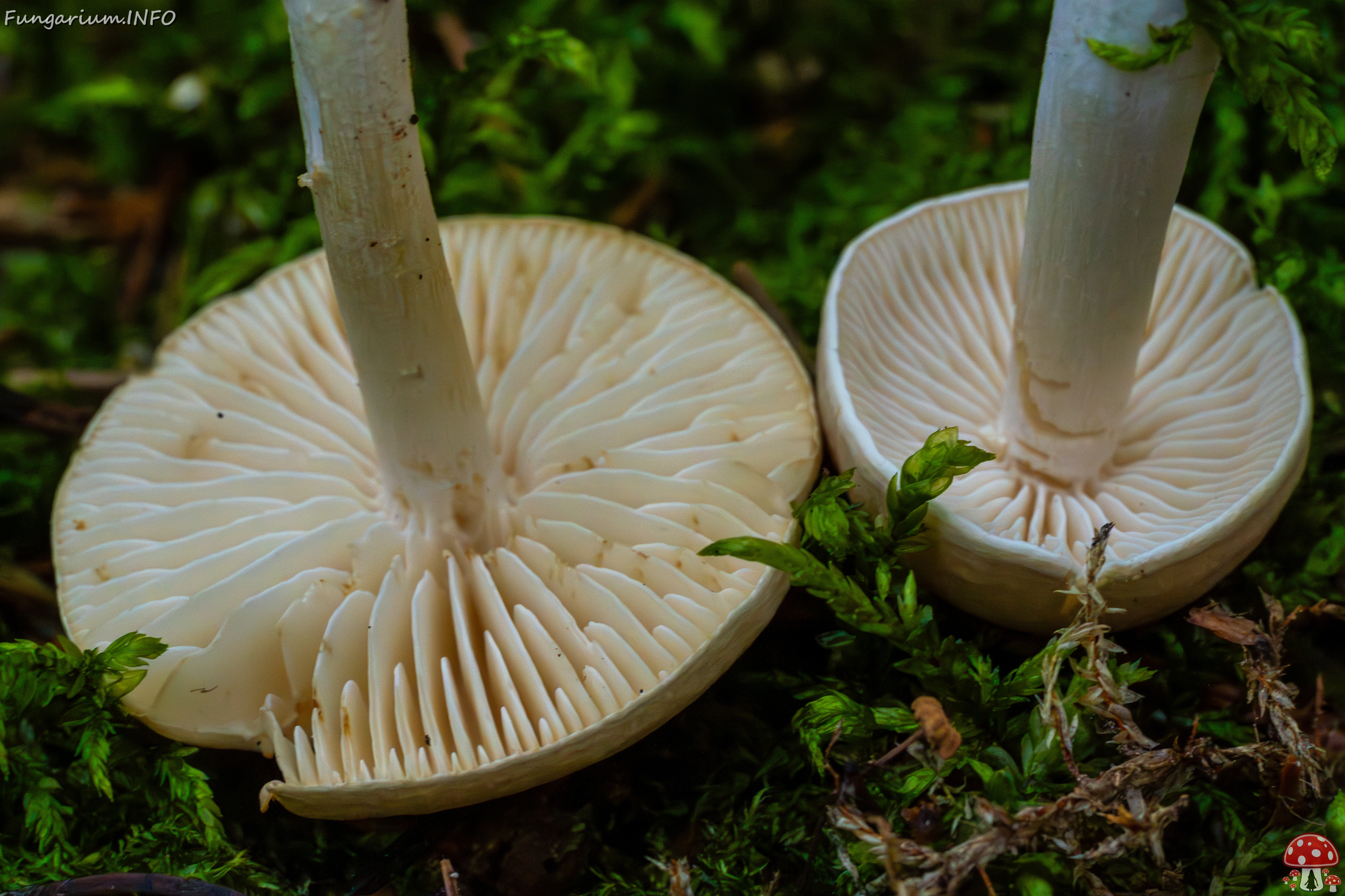 tricholoma-inamoenum_1-20 