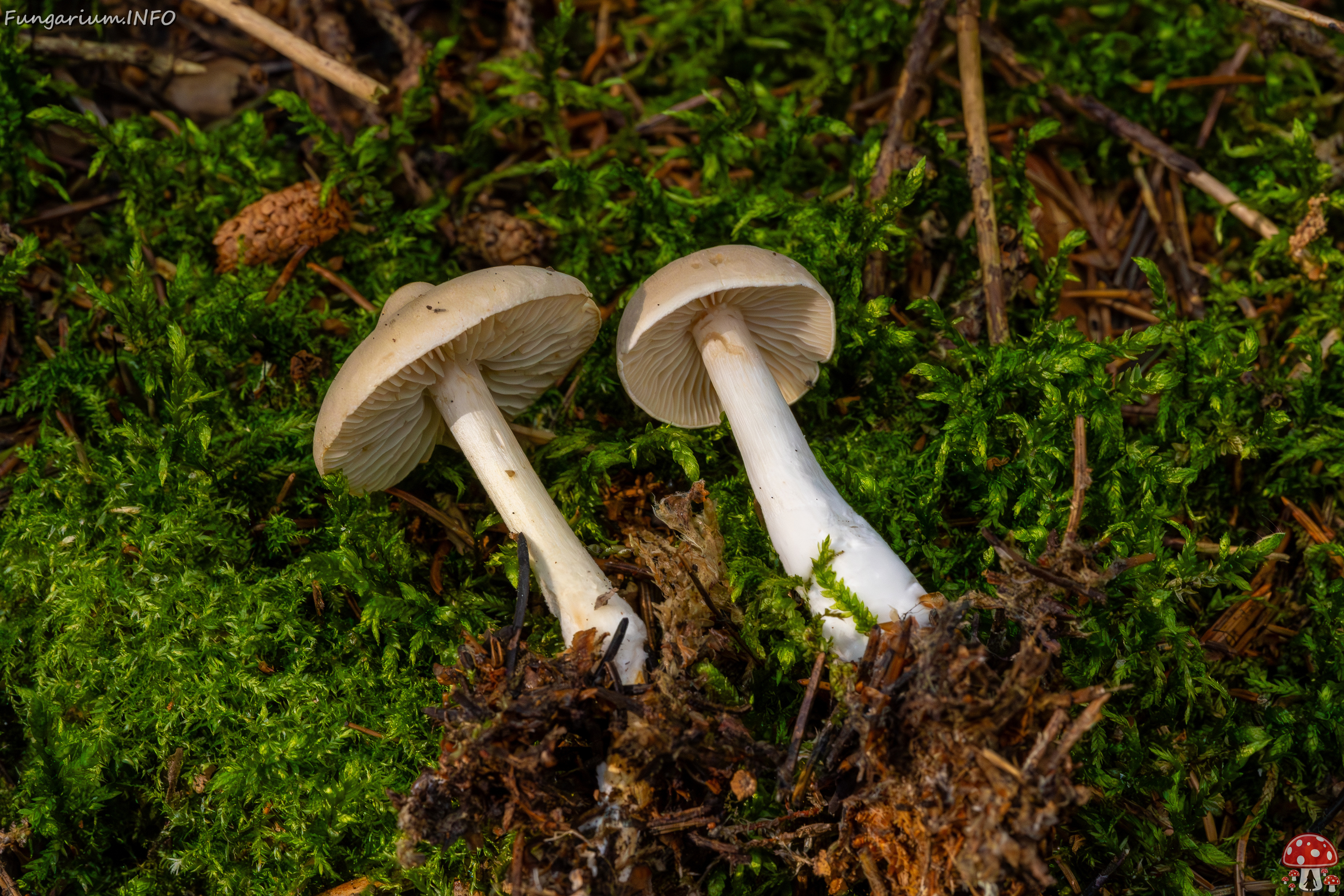 tricholoma-inamoenum_1-6 