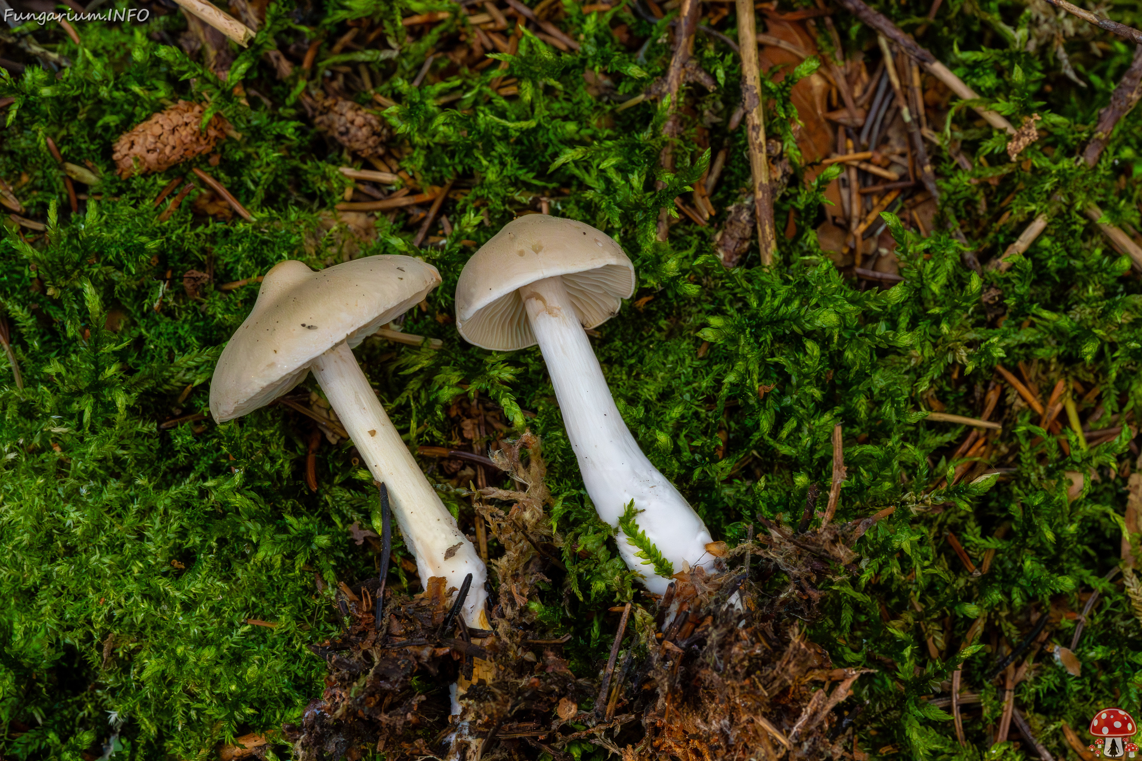 tricholoma-inamoenum_1-7 