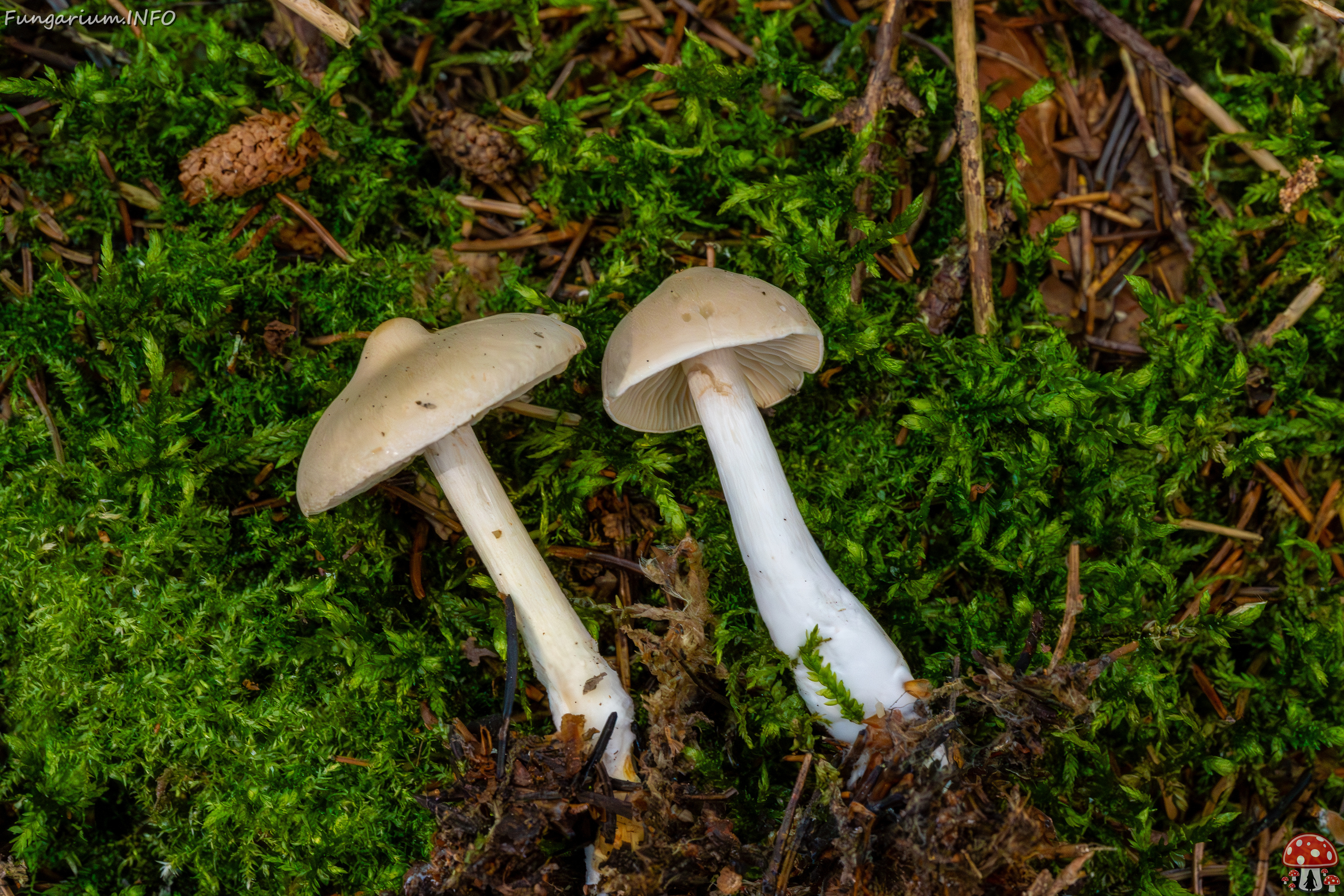 tricholoma-inamoenum_1-8 