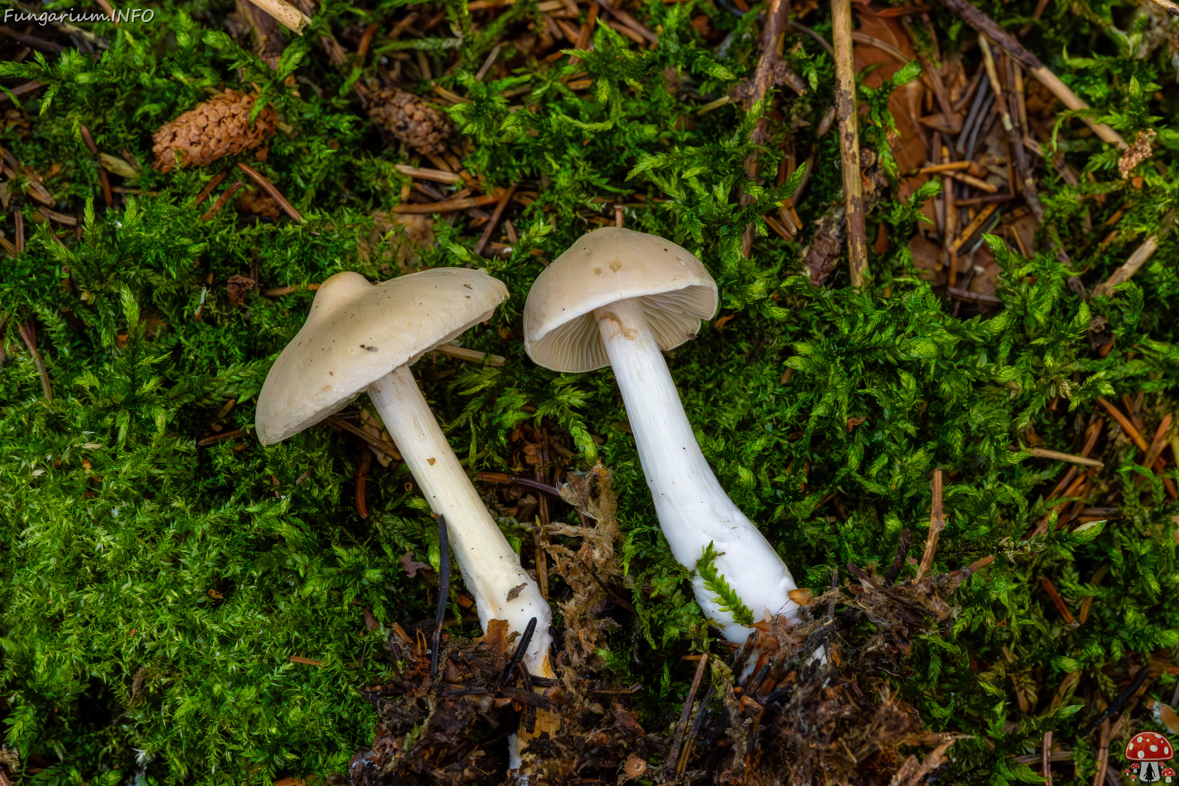 tricholoma-inamoenum_1-9 