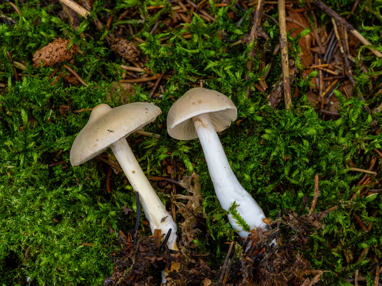 tricholoma-inamoenum_1-10