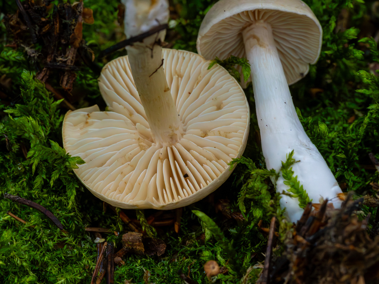 tricholoma-inamoenum_1-11