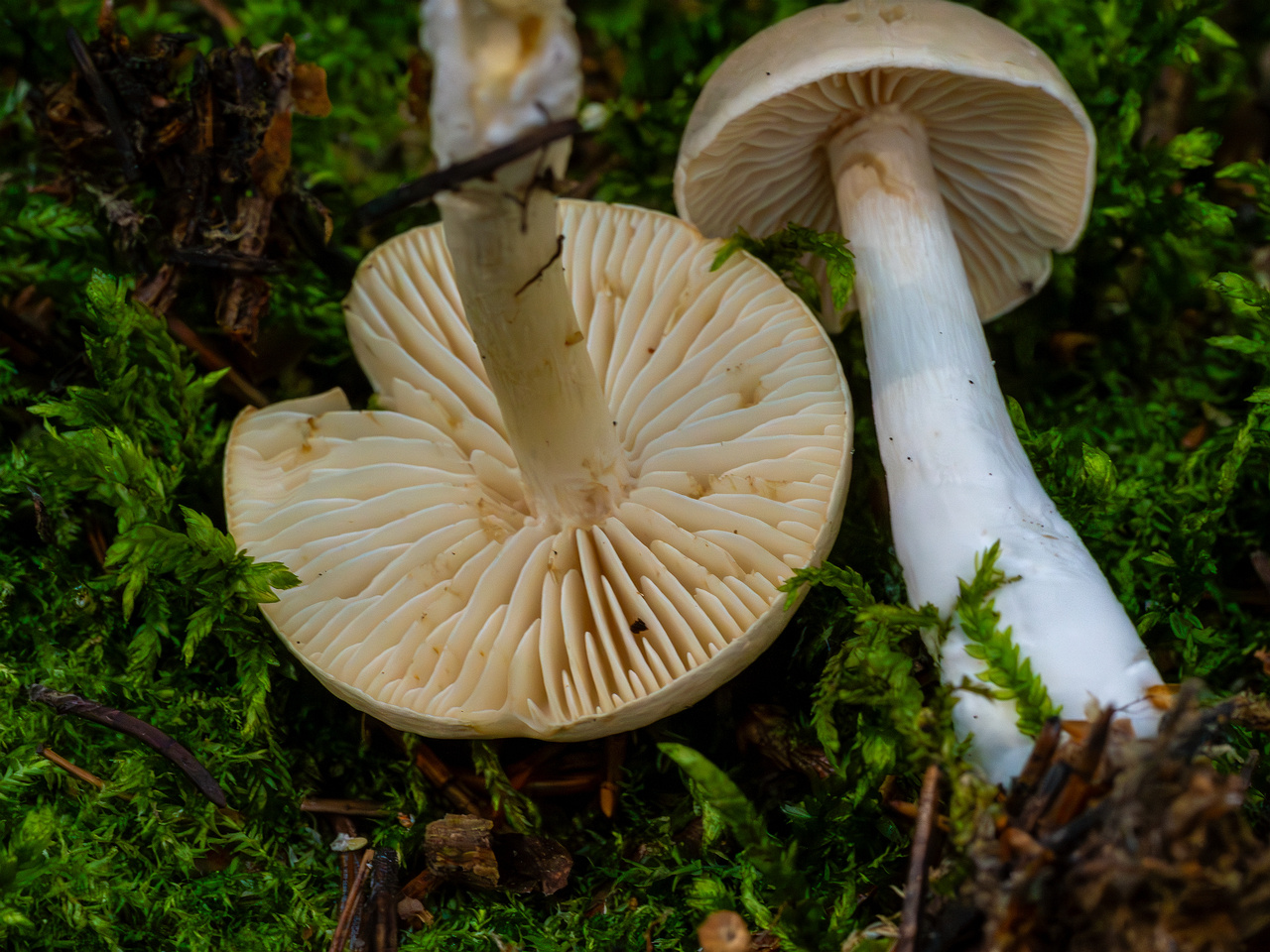 tricholoma-inamoenum_1-12