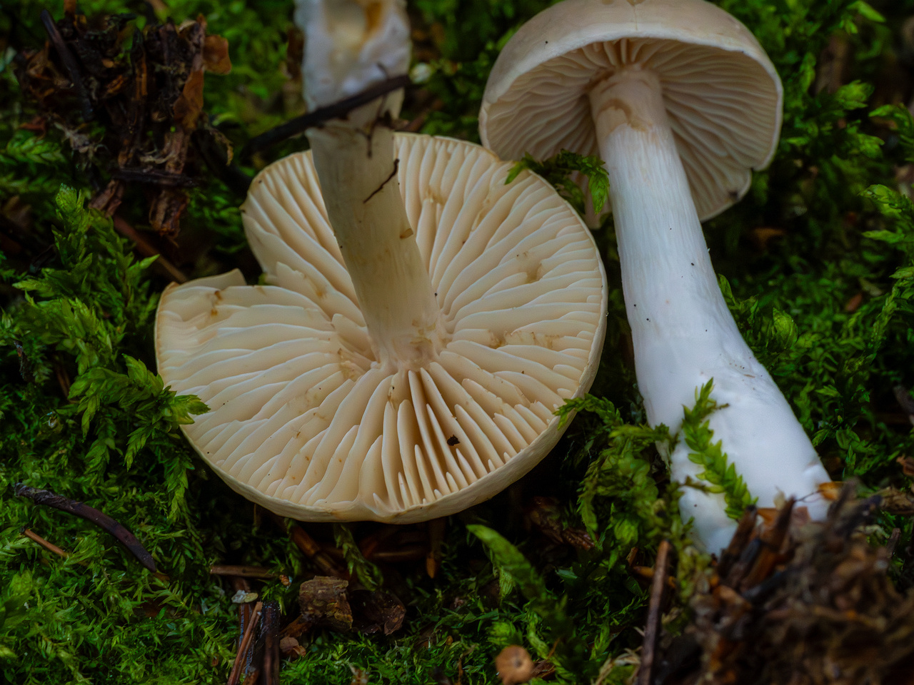 tricholoma-inamoenum_1-13