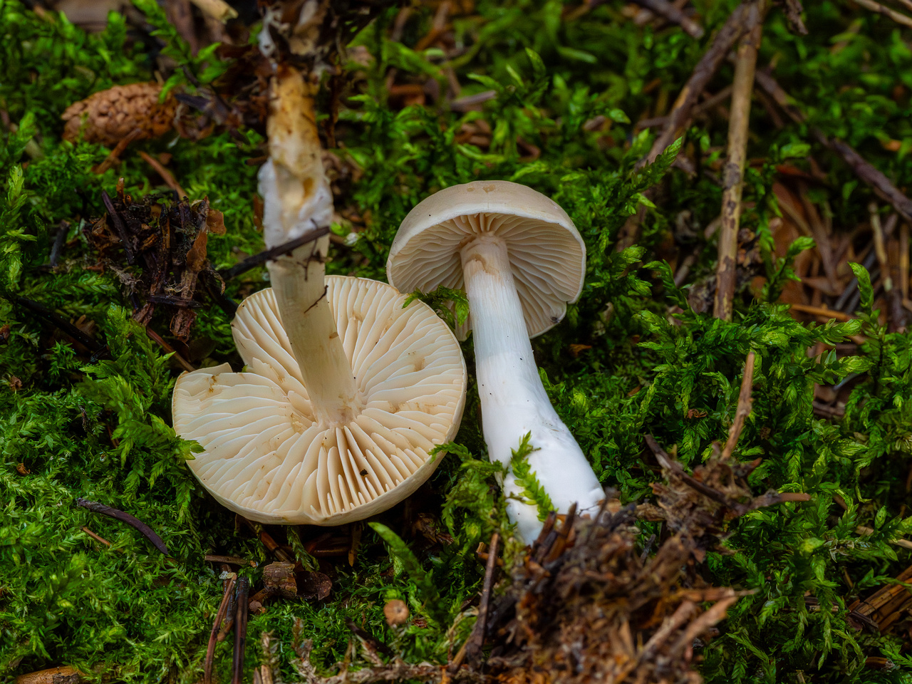 tricholoma-inamoenum_1-14