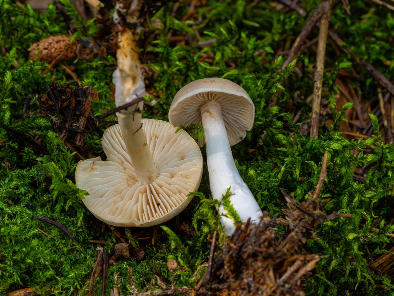 tricholoma-inamoenum_1-15