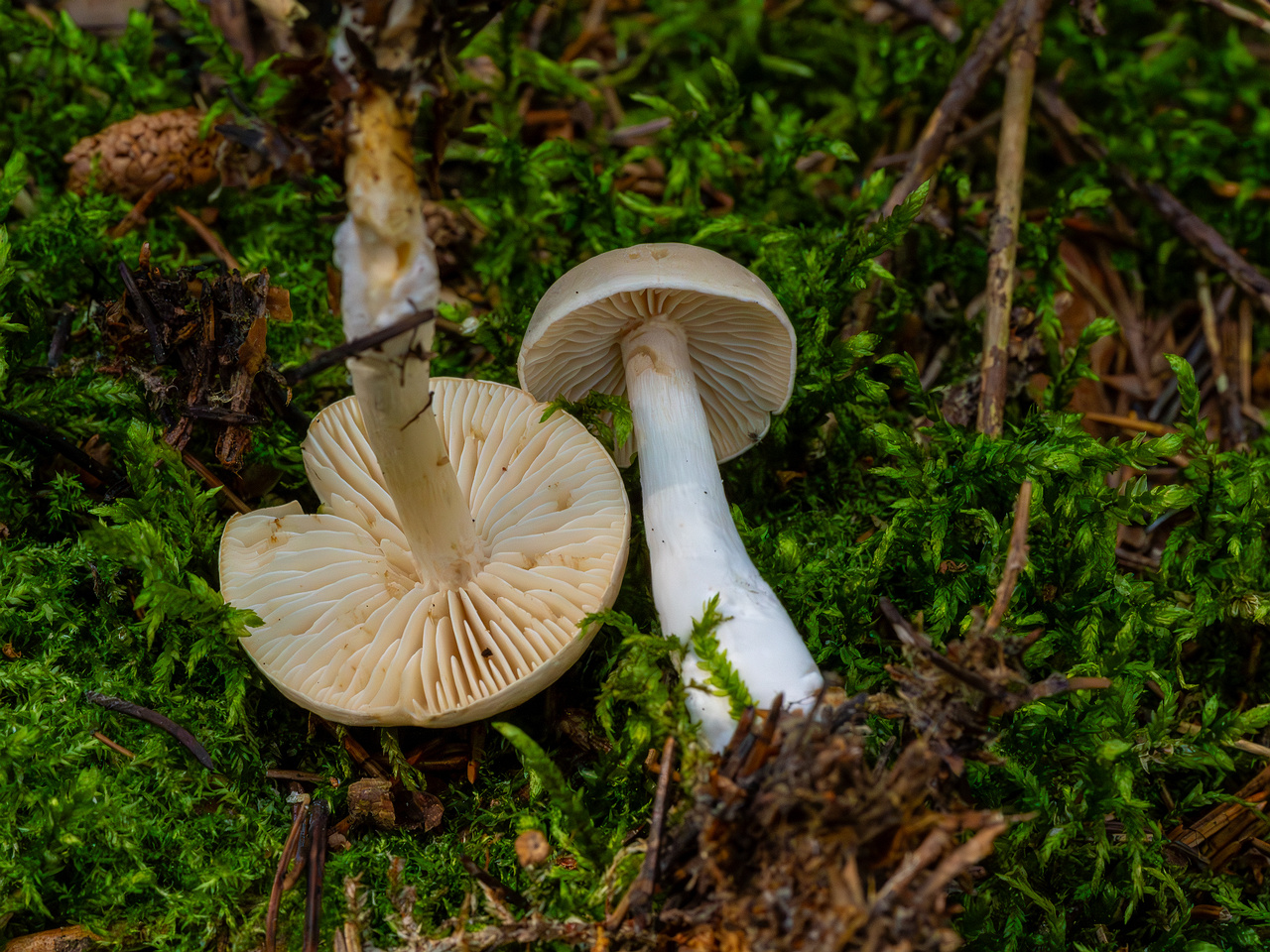 tricholoma-inamoenum_1-16