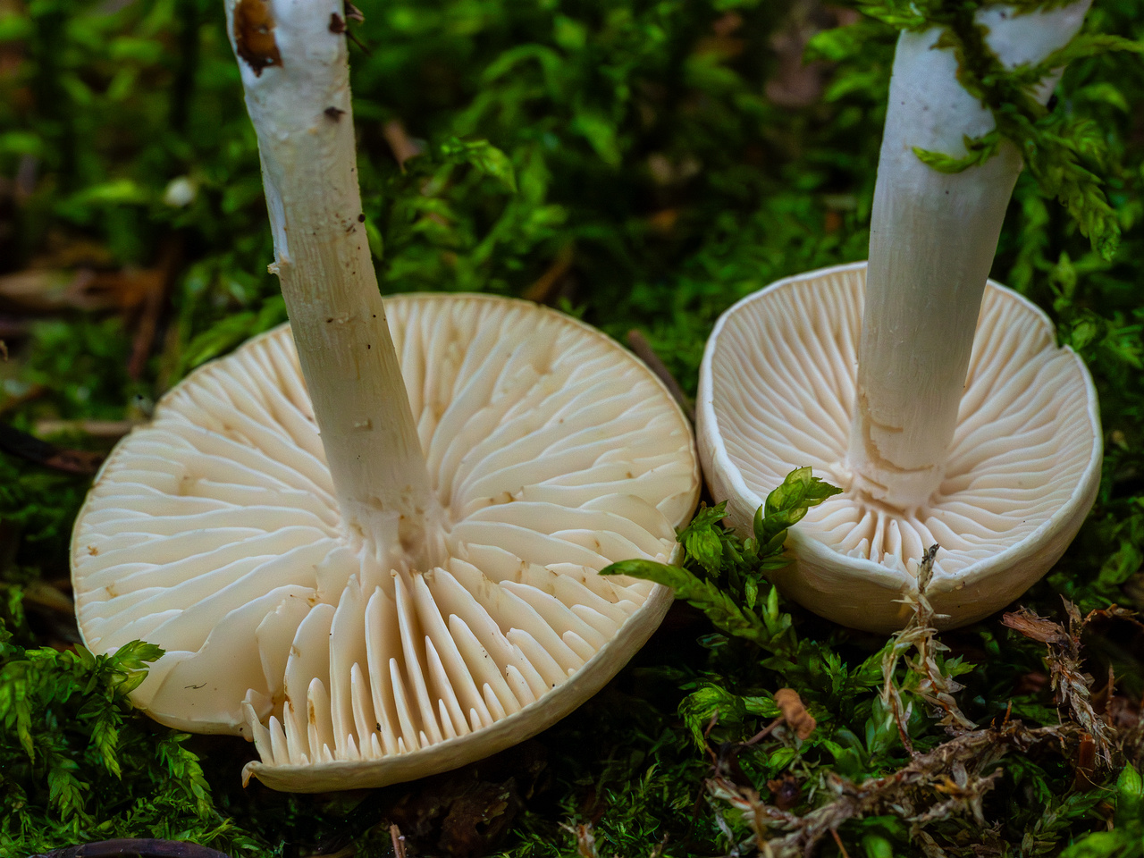 tricholoma-inamoenum_1-17