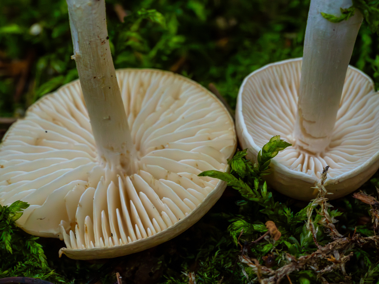 tricholoma-inamoenum_1-20