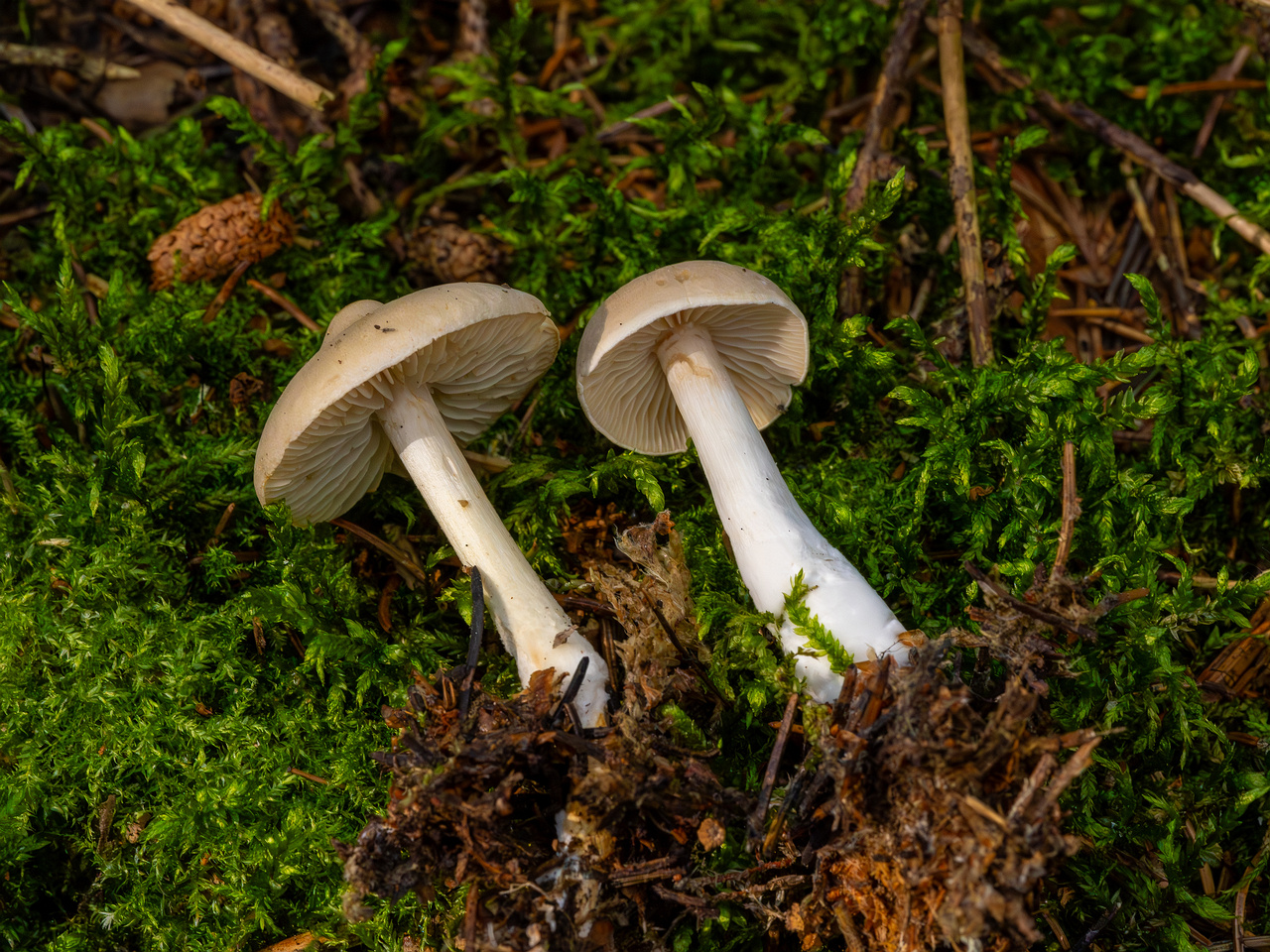 tricholoma-inamoenum_1-6