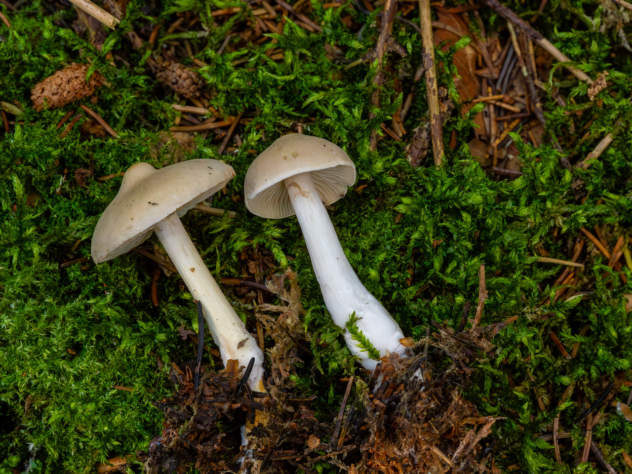 tricholoma-inamoenum_1-7