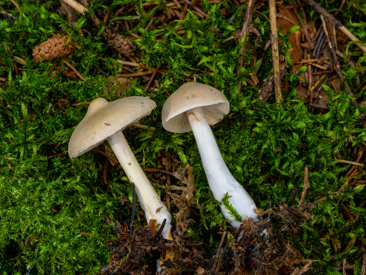 tricholoma-inamoenum_1-8