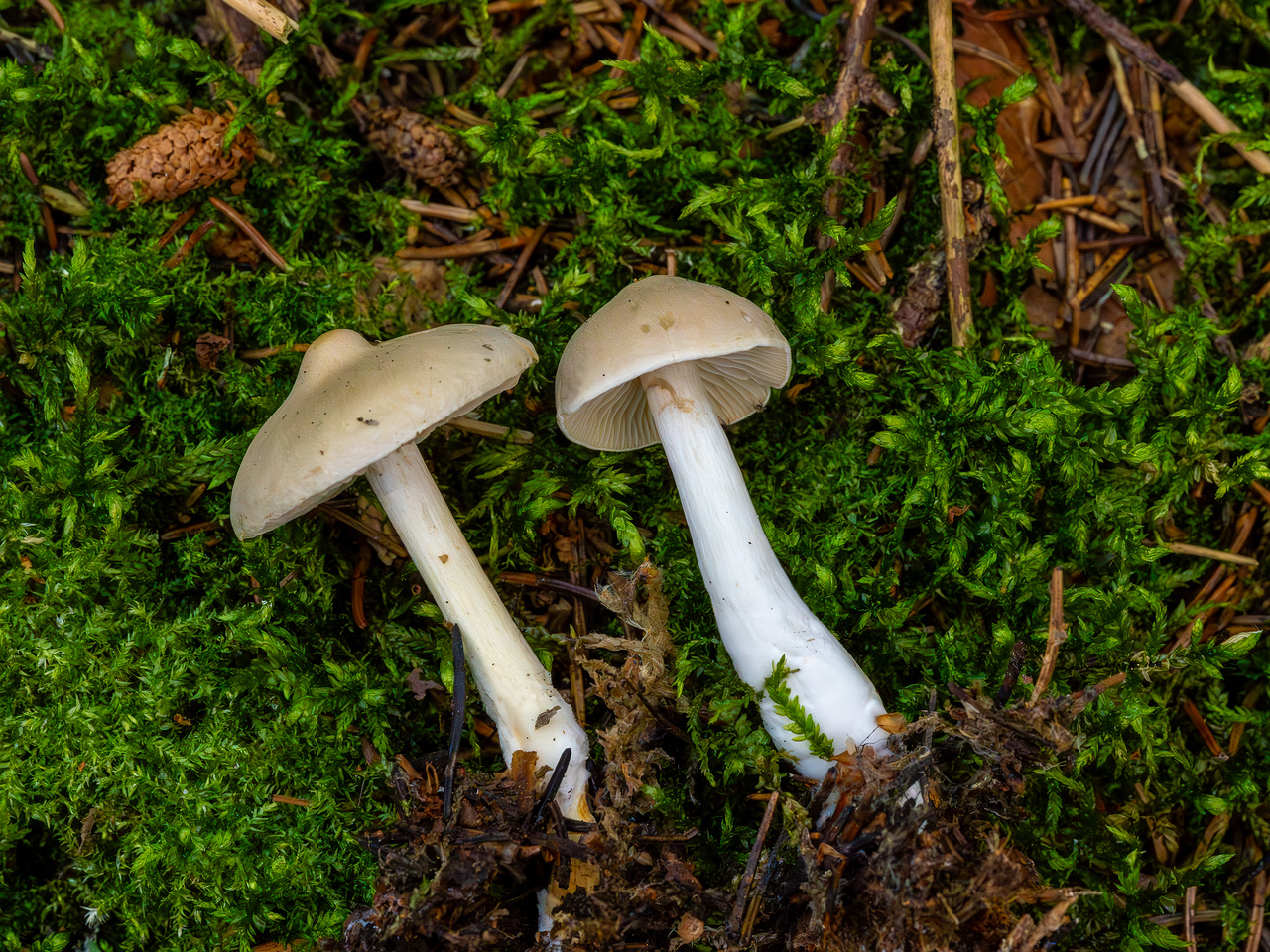 tricholoma-inamoenum_1-9