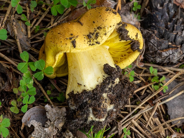 Рядовка зелёная - Tricholoma equestre