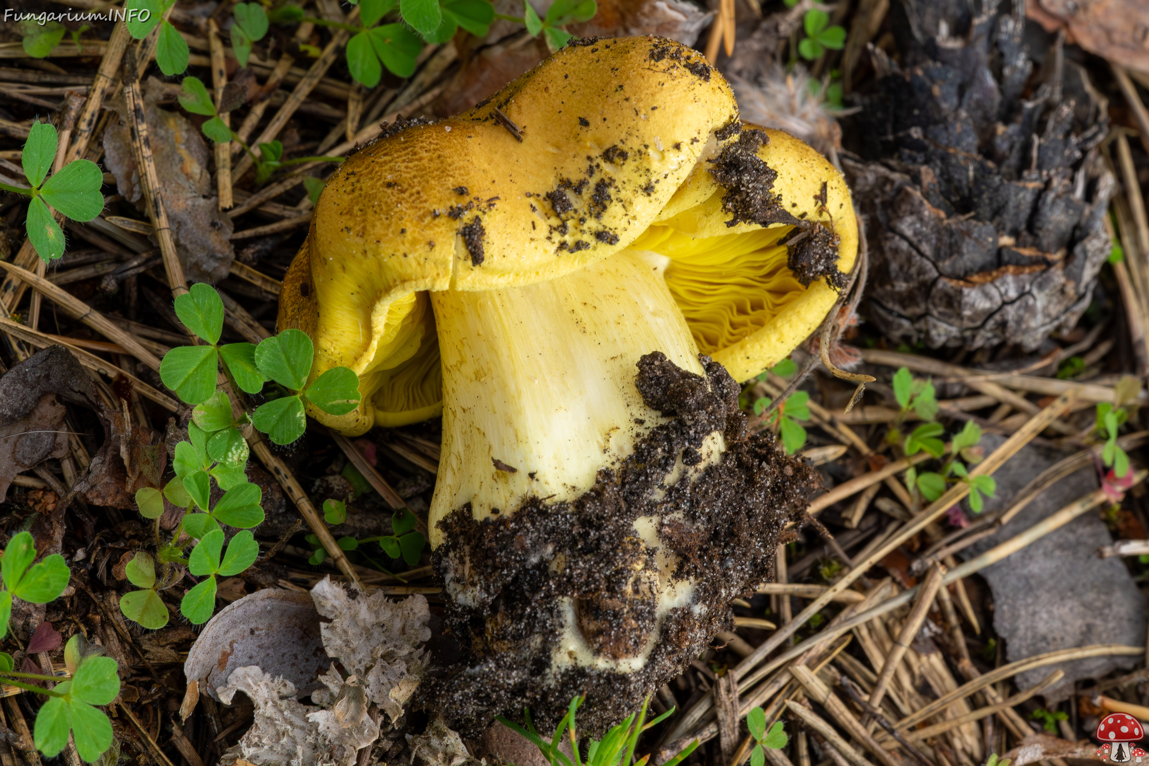 !tricholoma-equestre_2023-09-12_1-1 