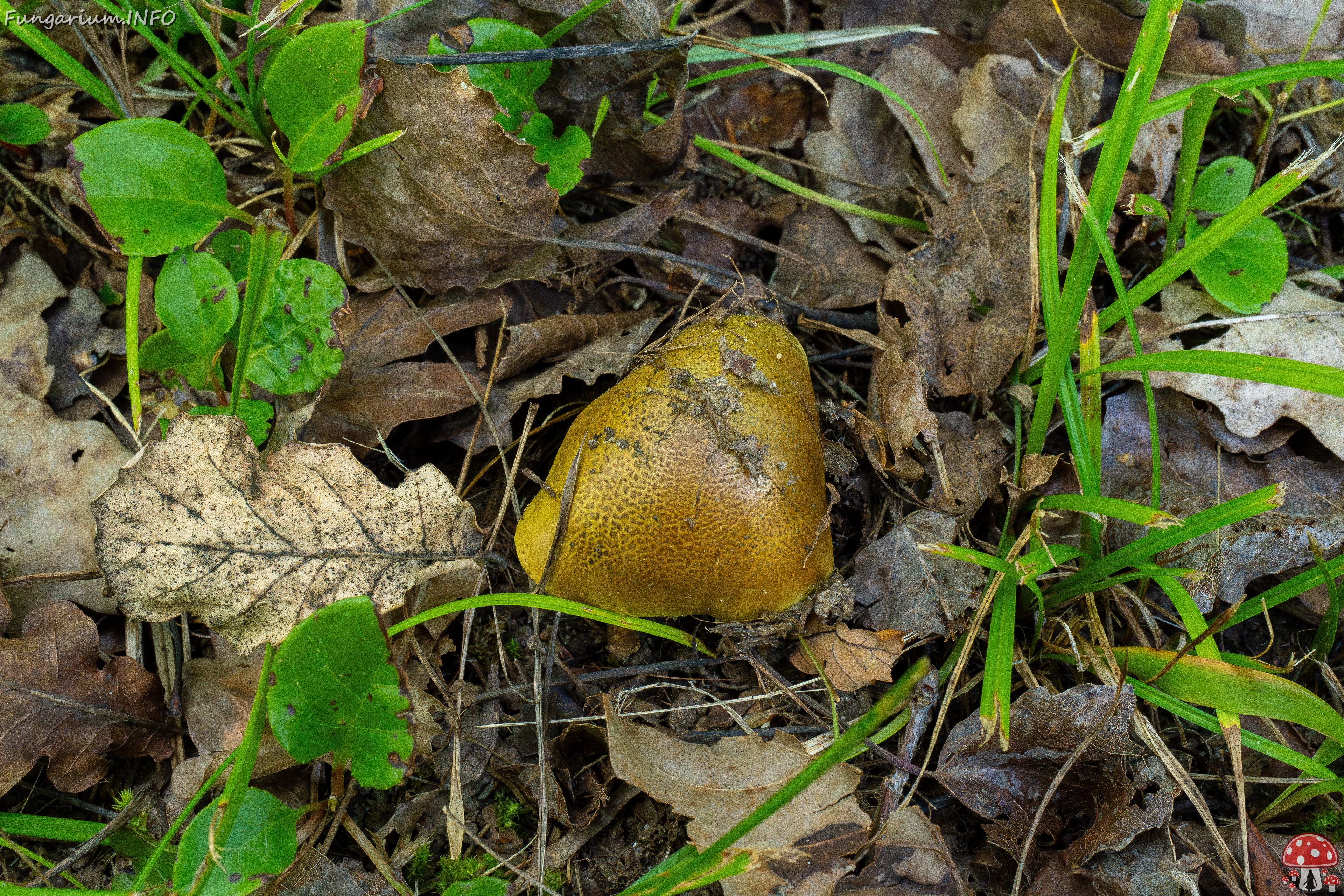 tricholoma-equestre_1-2 