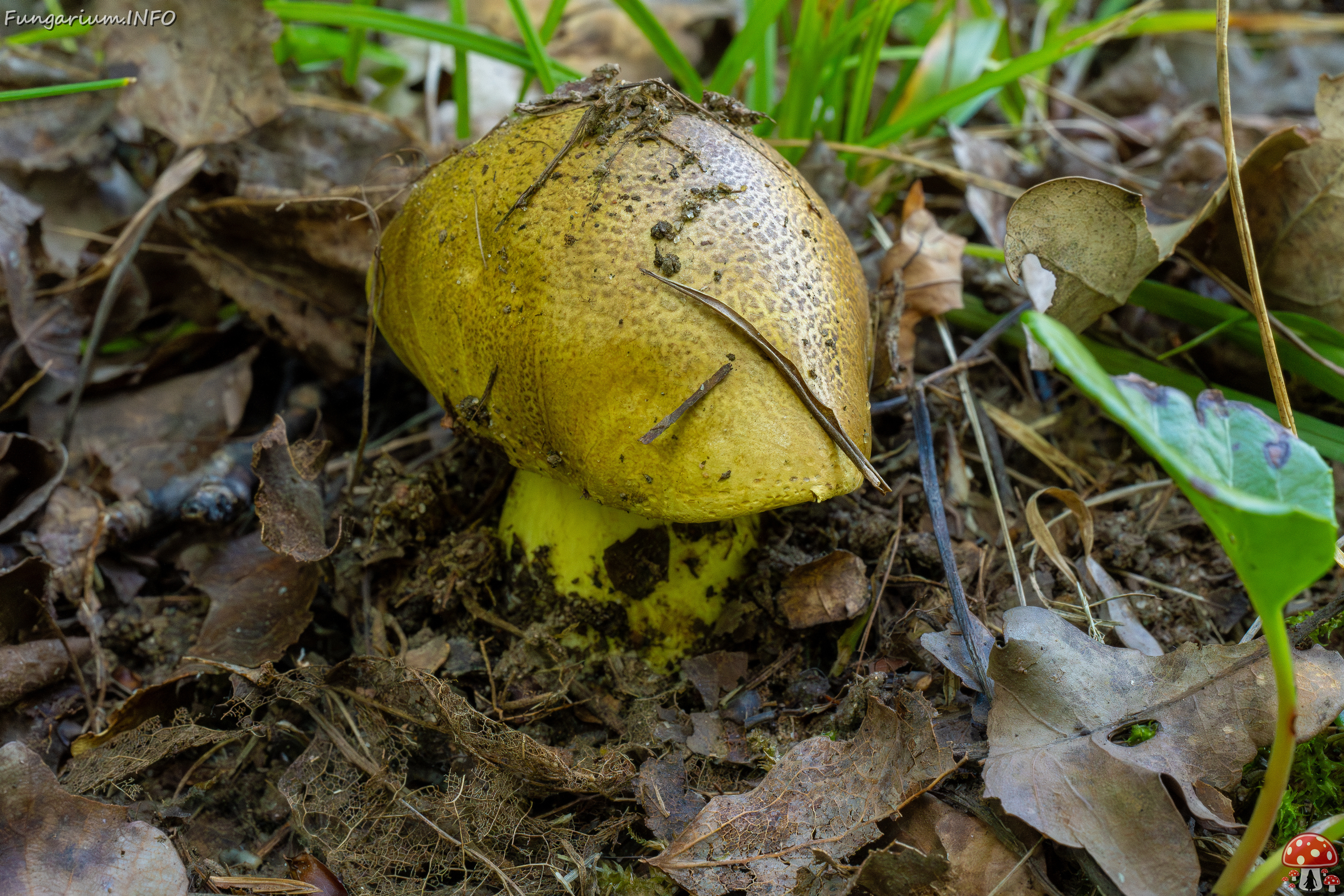 tricholoma-equestre_1-3 