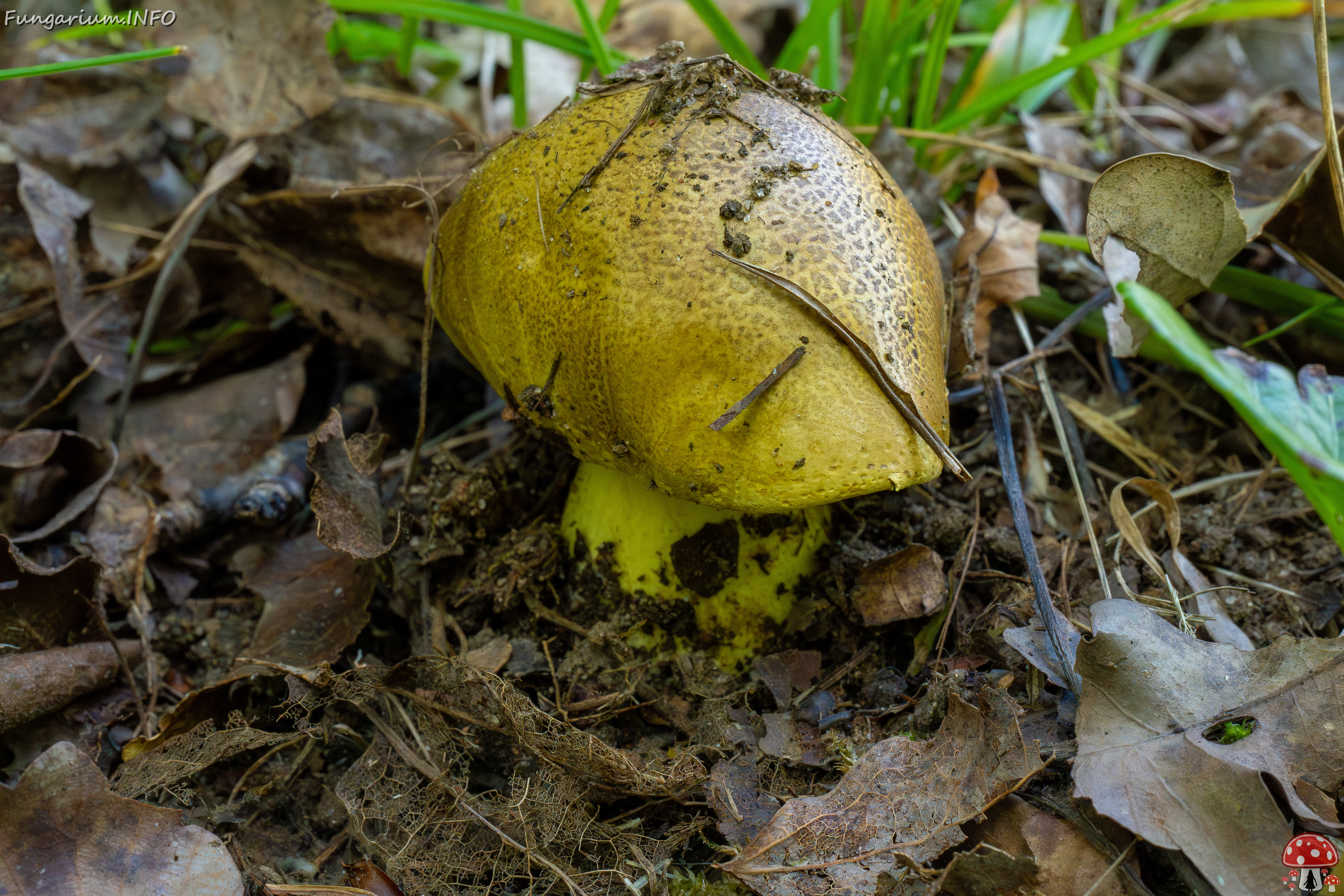 tricholoma-equestre_1-4 