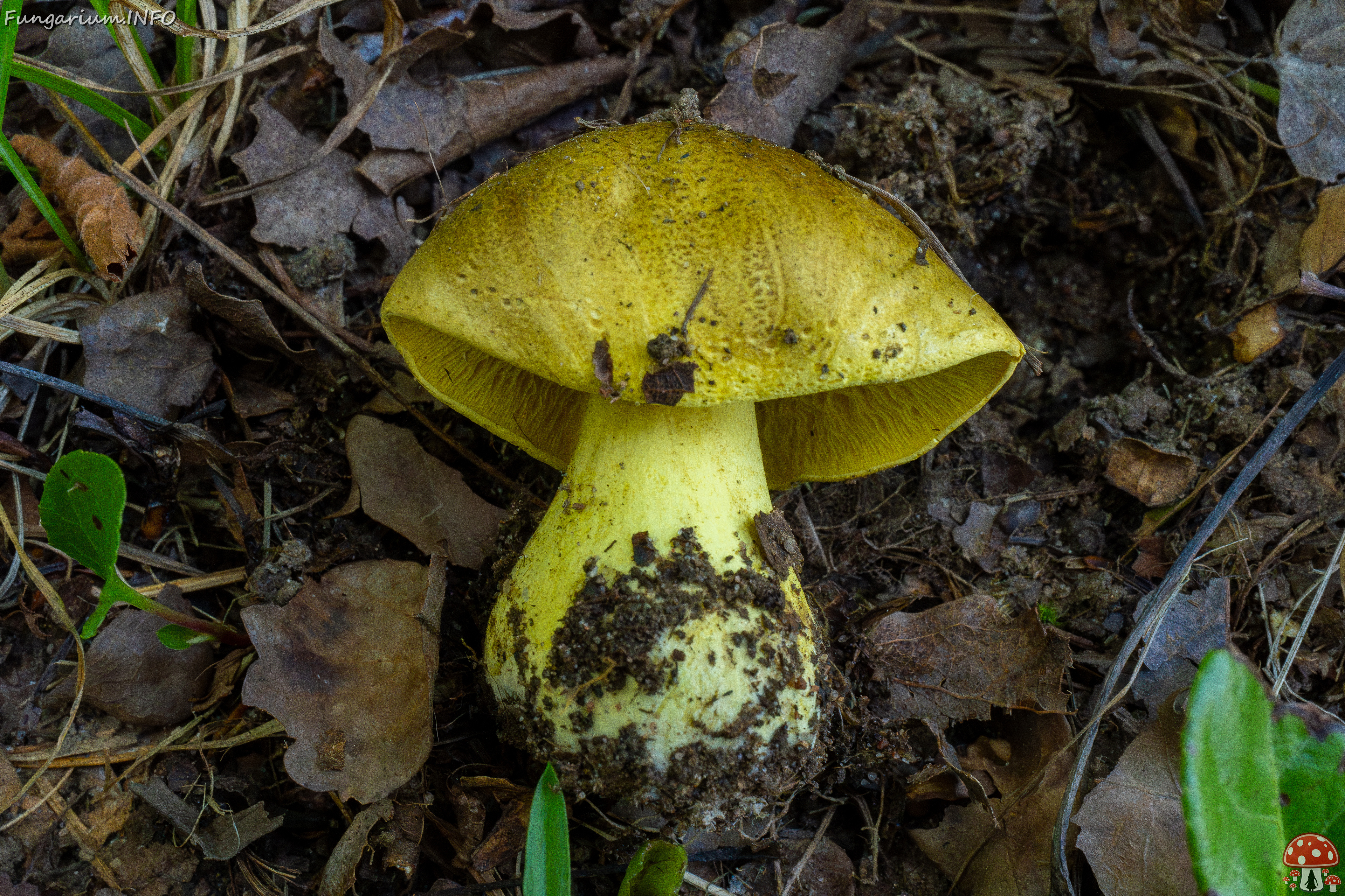 tricholoma-equestre_1-6 