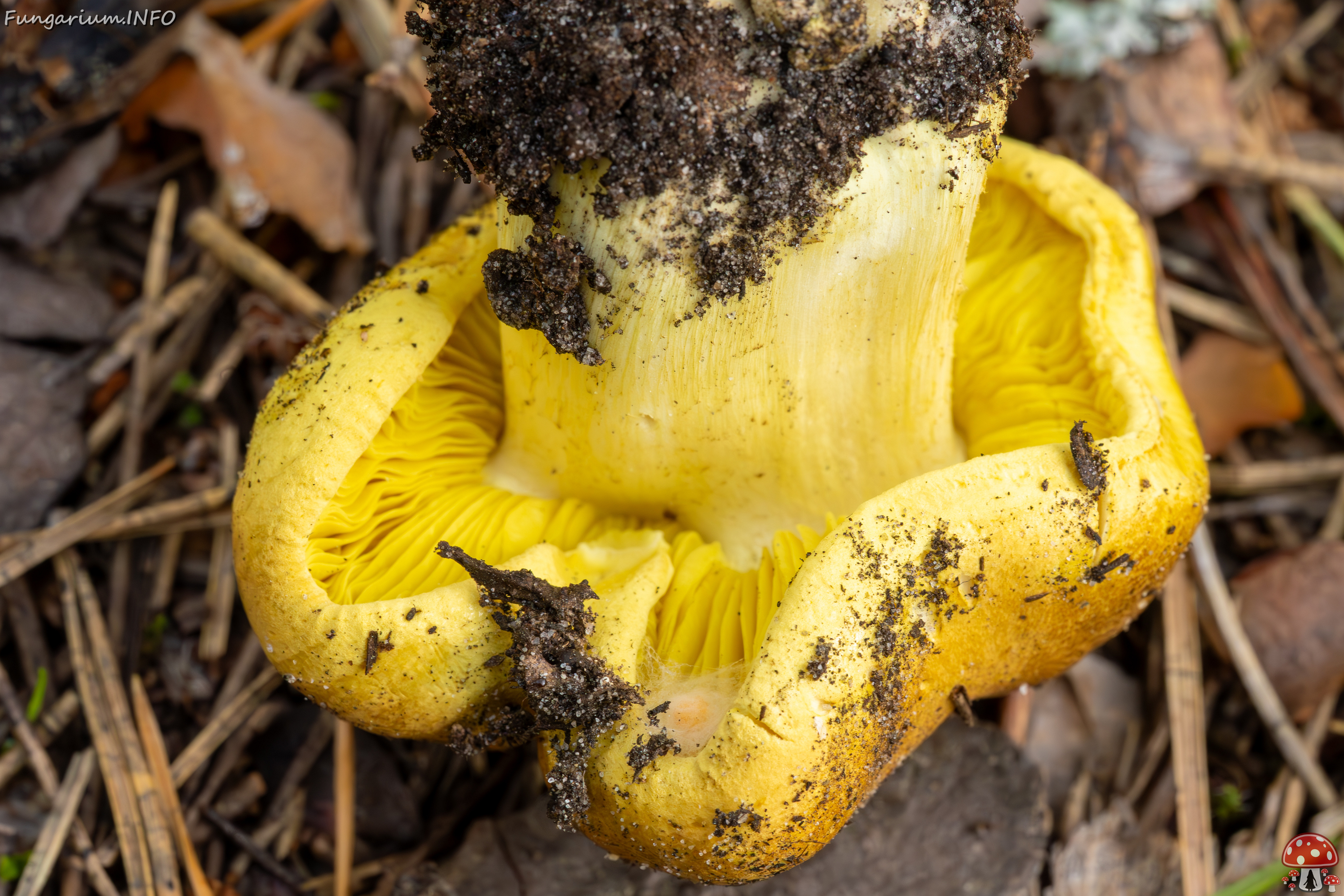 tricholoma-equestre_2023-09-12_1-10 