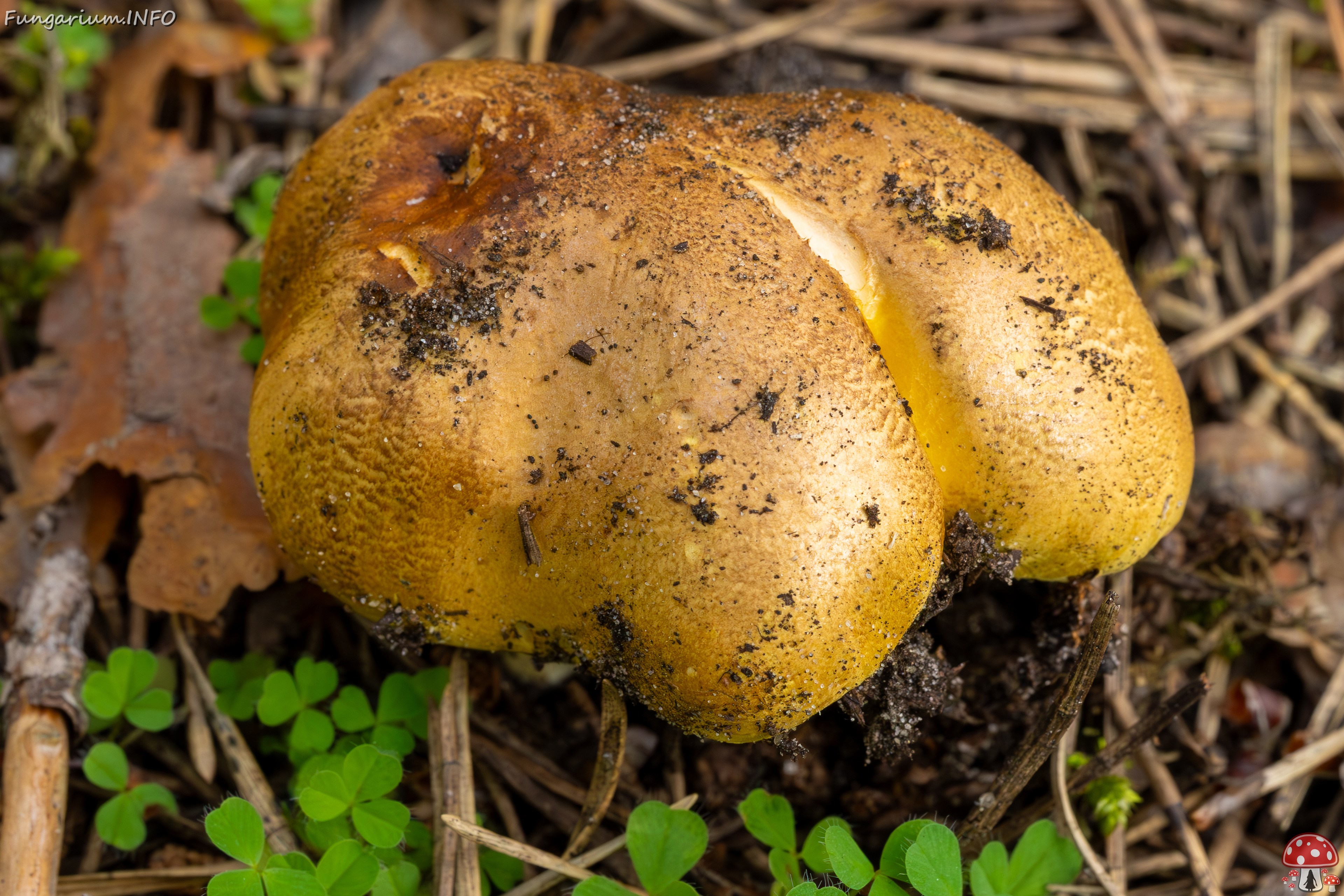 tricholoma-equestre_2023-09-12_1-2 