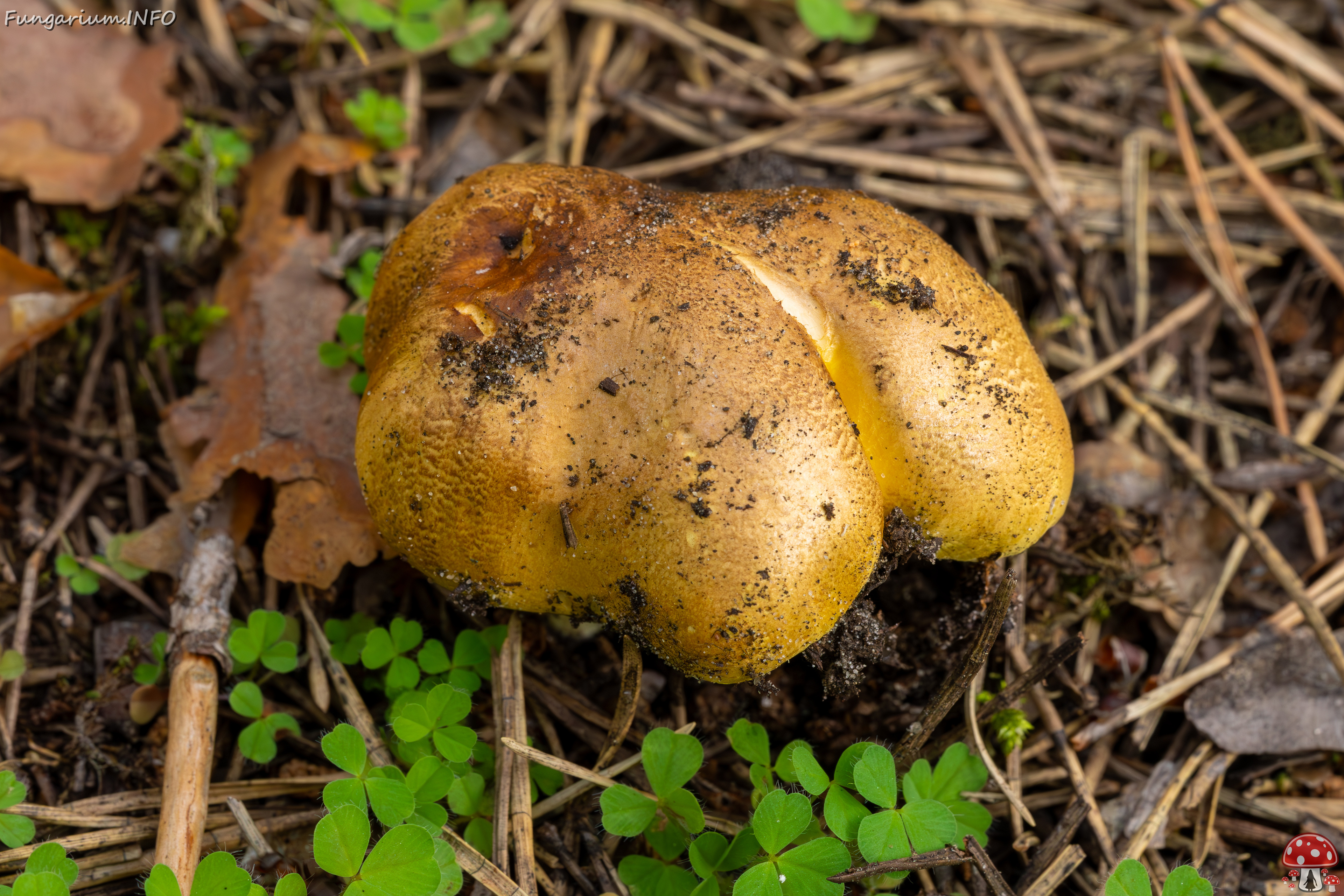 tricholoma-equestre_2023-09-12_1-3 