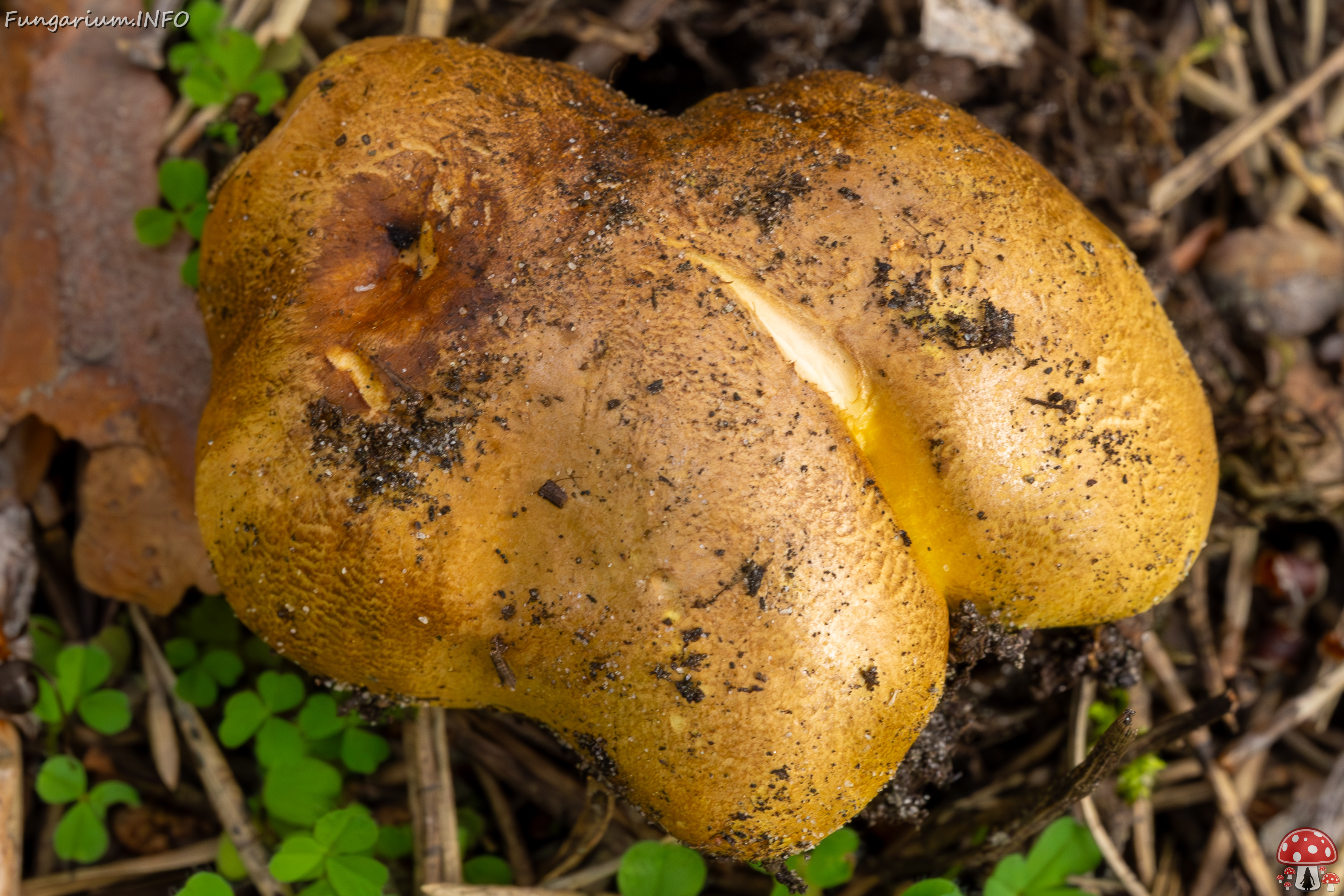 tricholoma-equestre_2023-09-12_1-4 