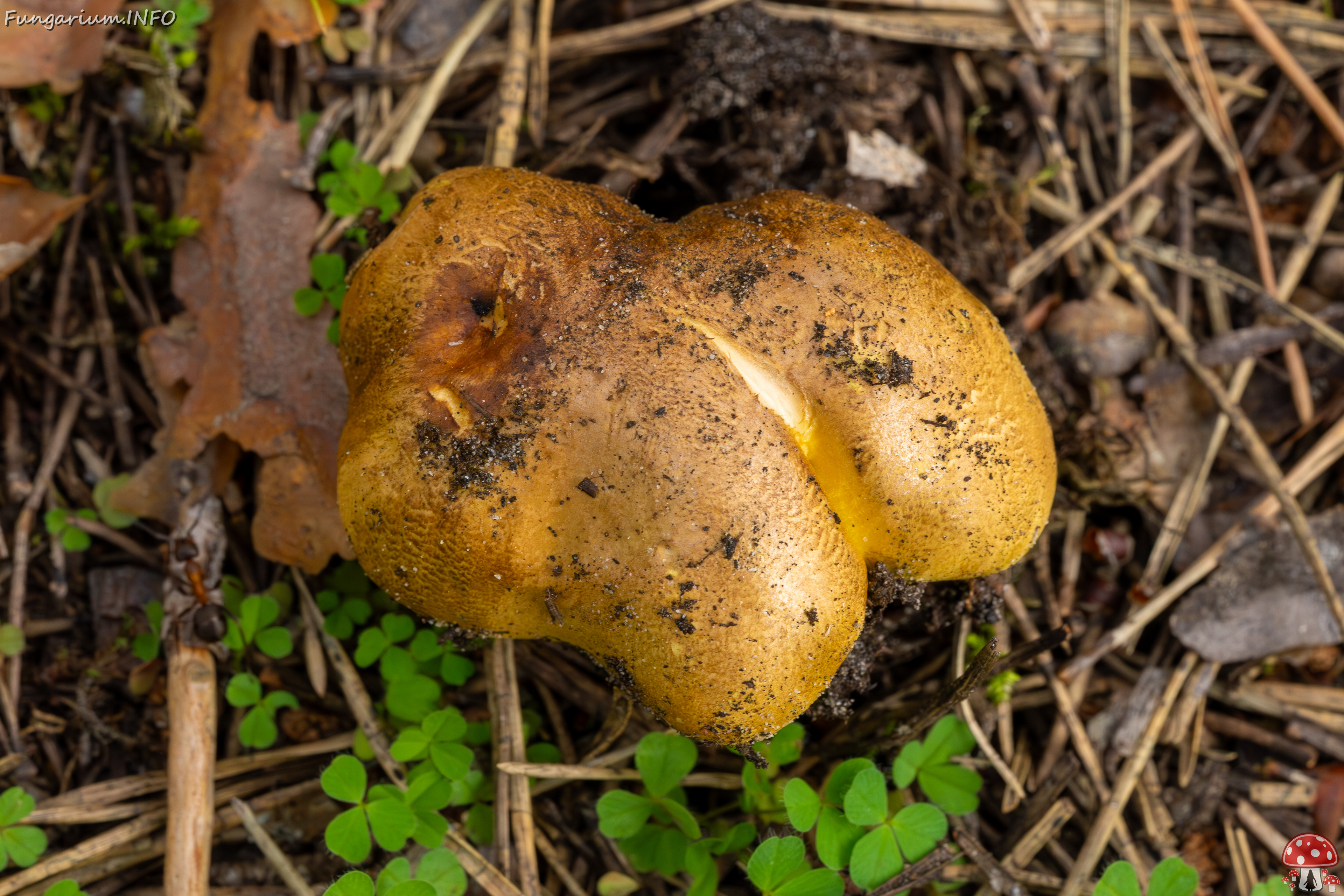 tricholoma-equestre_2023-09-12_1-5 