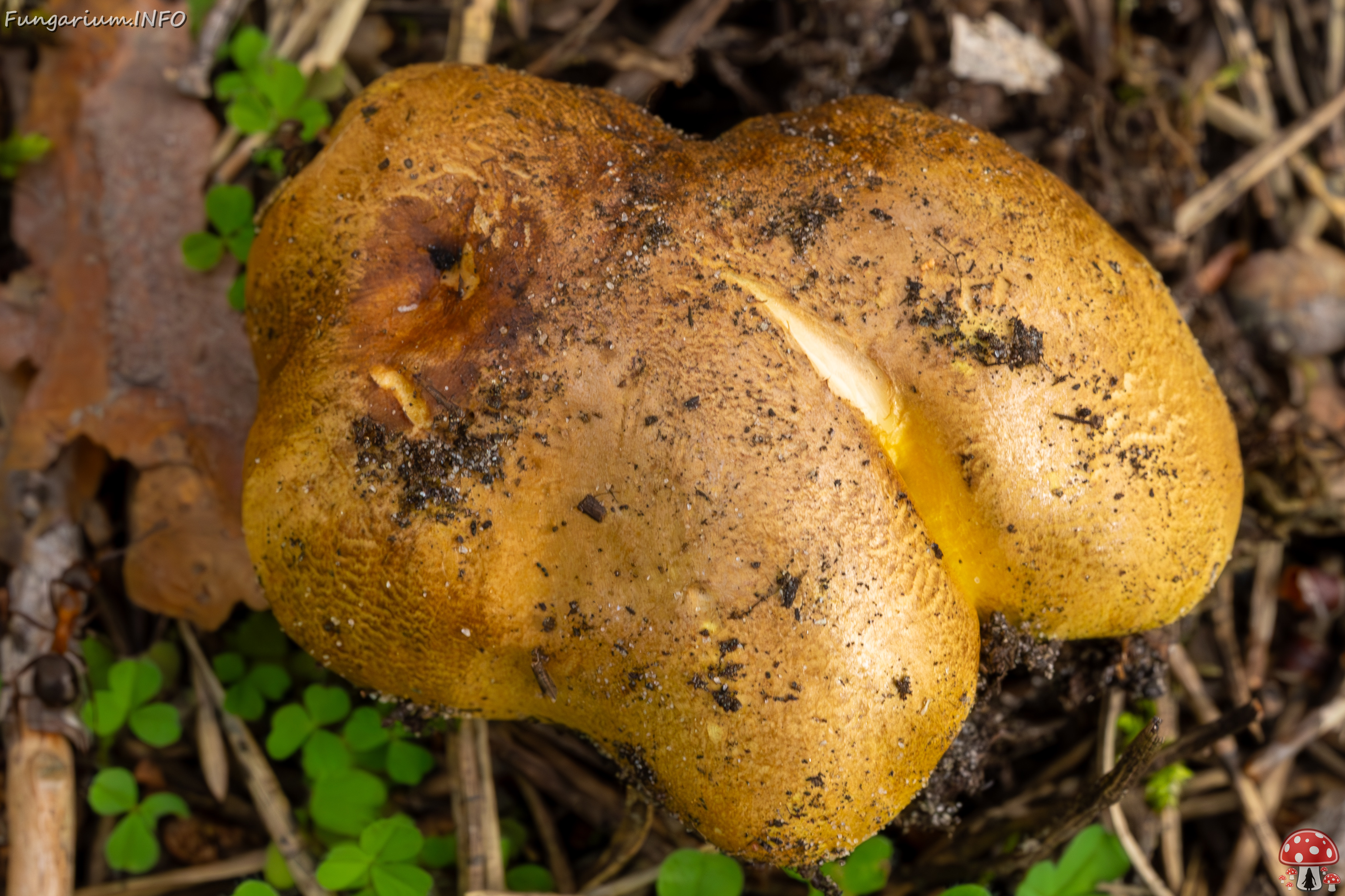 tricholoma-equestre_2023-09-12_1-6 