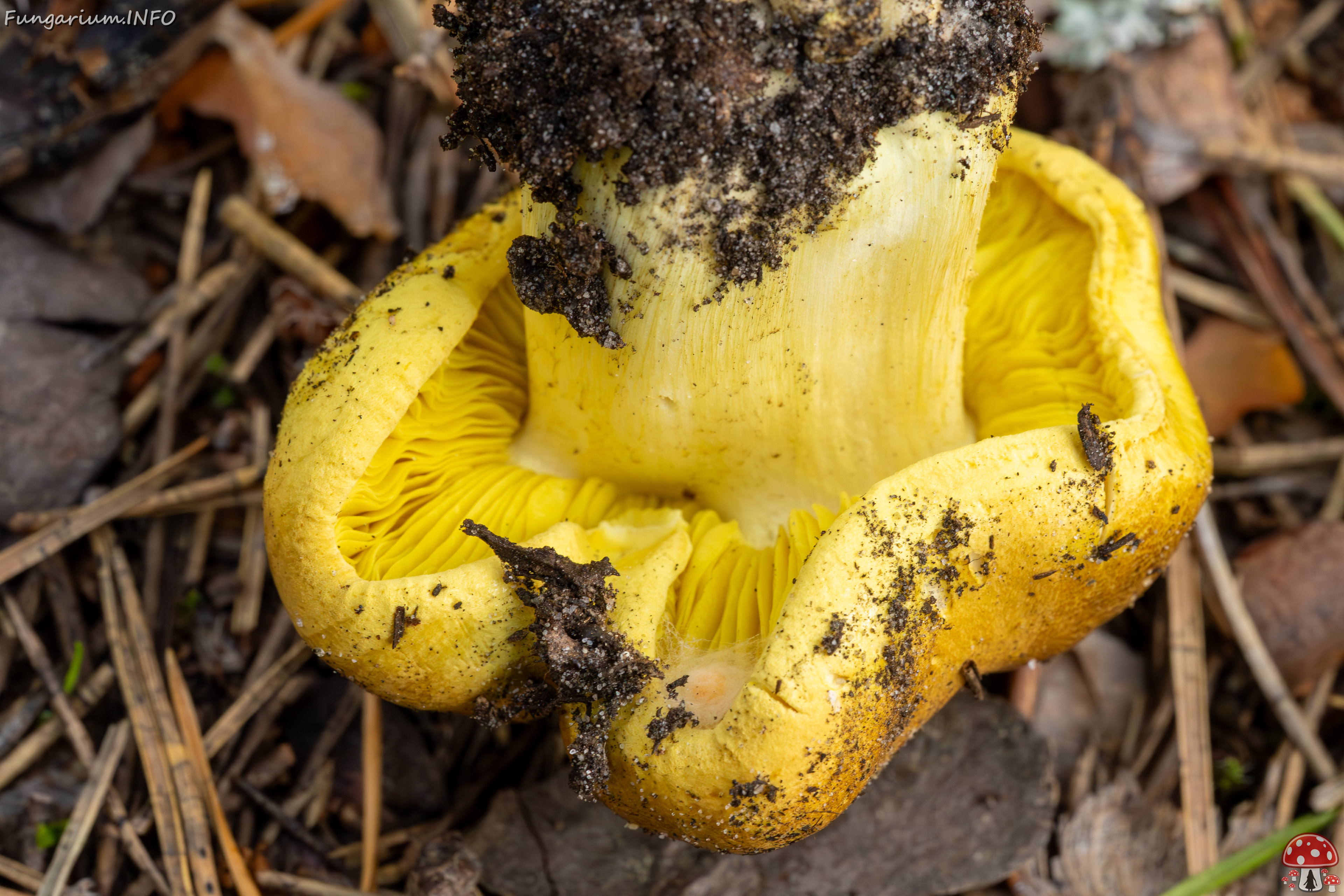 tricholoma-equestre_2023-09-12_1-7 