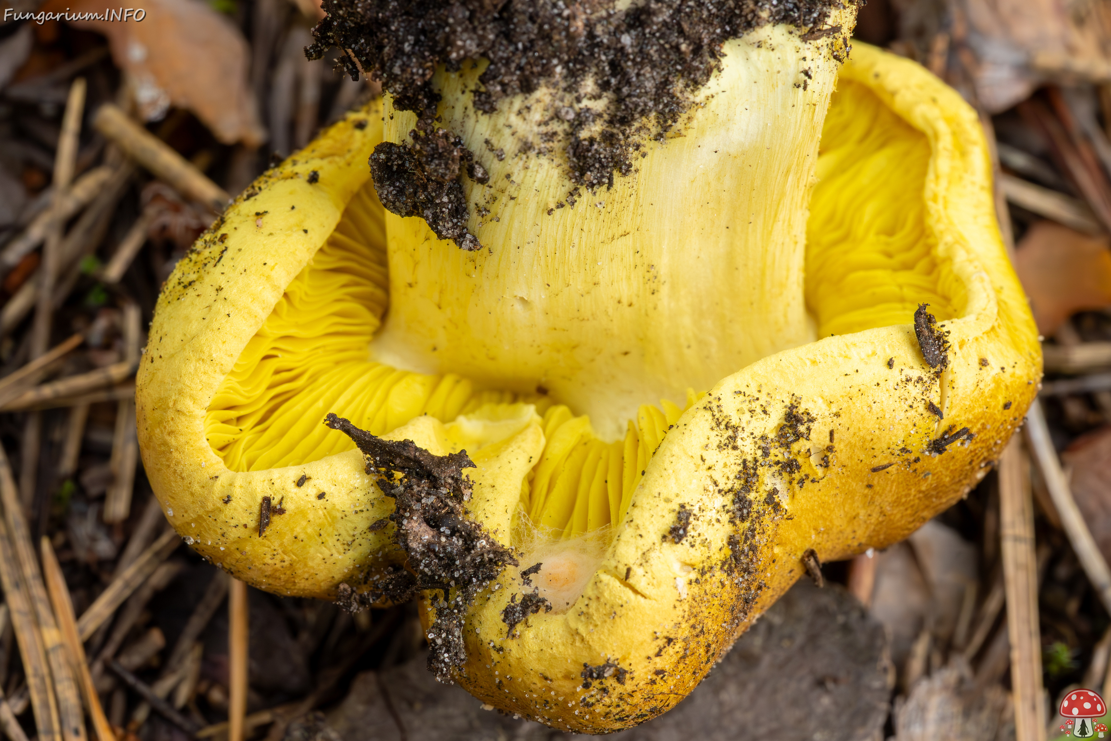 tricholoma-equestre_2023-09-12_1-8 