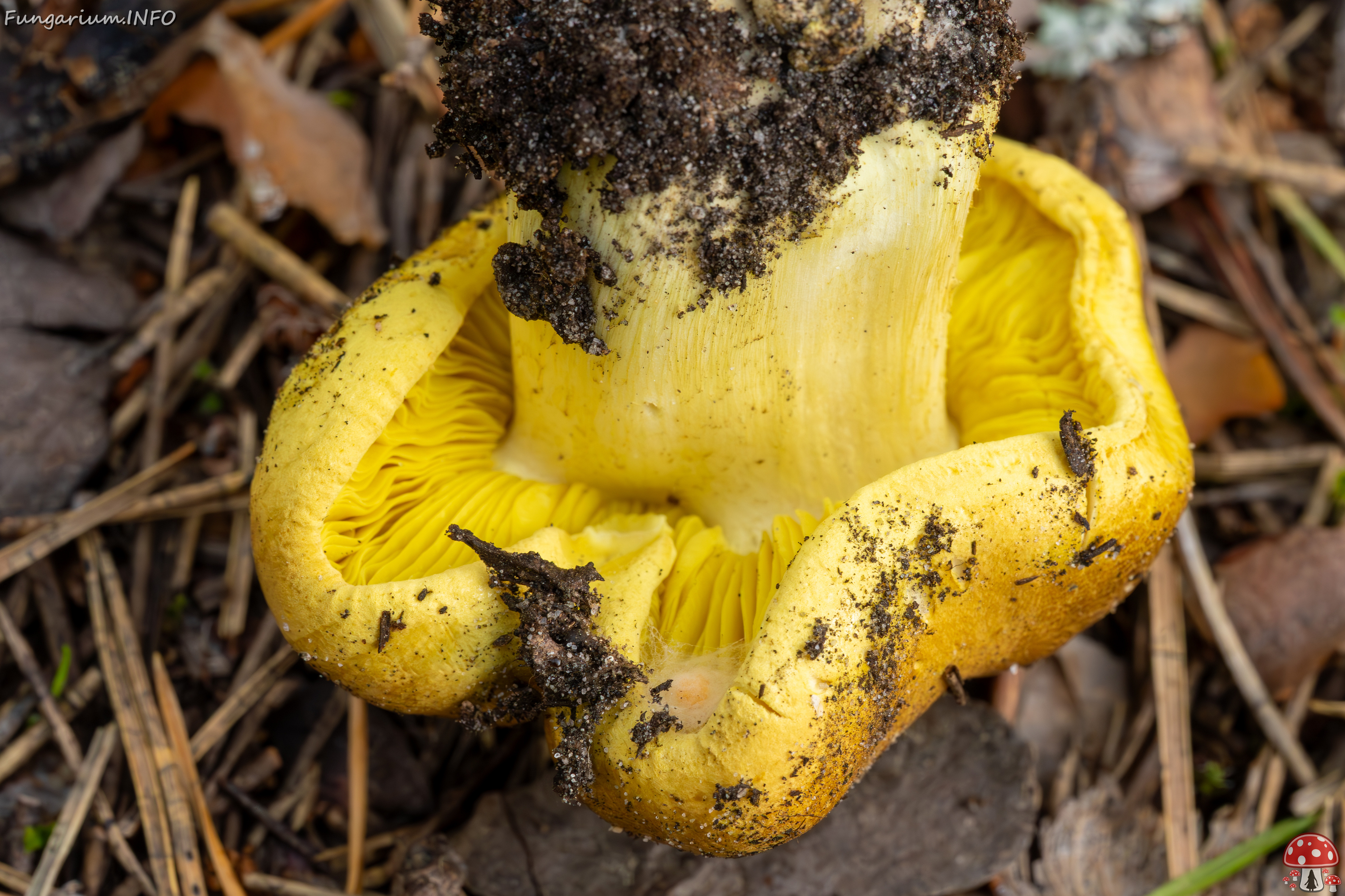 tricholoma-equestre_2023-09-12_1-9 