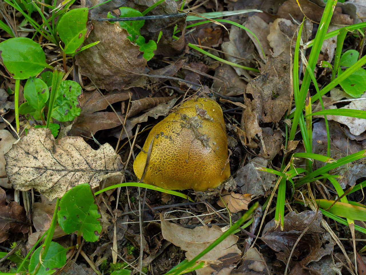 tricholoma-equestre_1-1