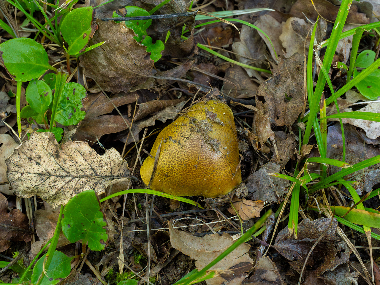 tricholoma-equestre_1-2