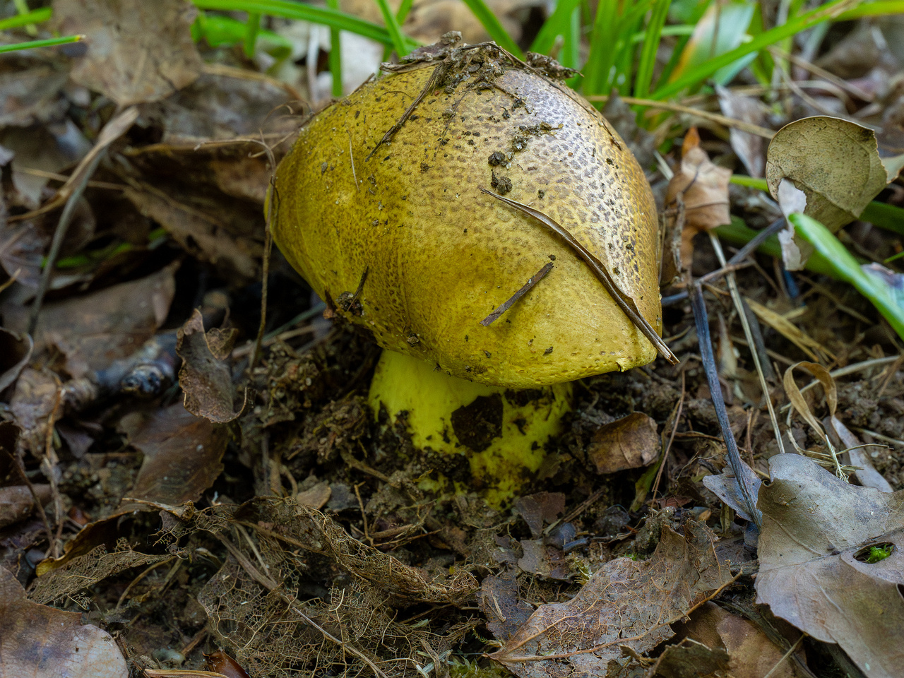 tricholoma-equestre_1-4