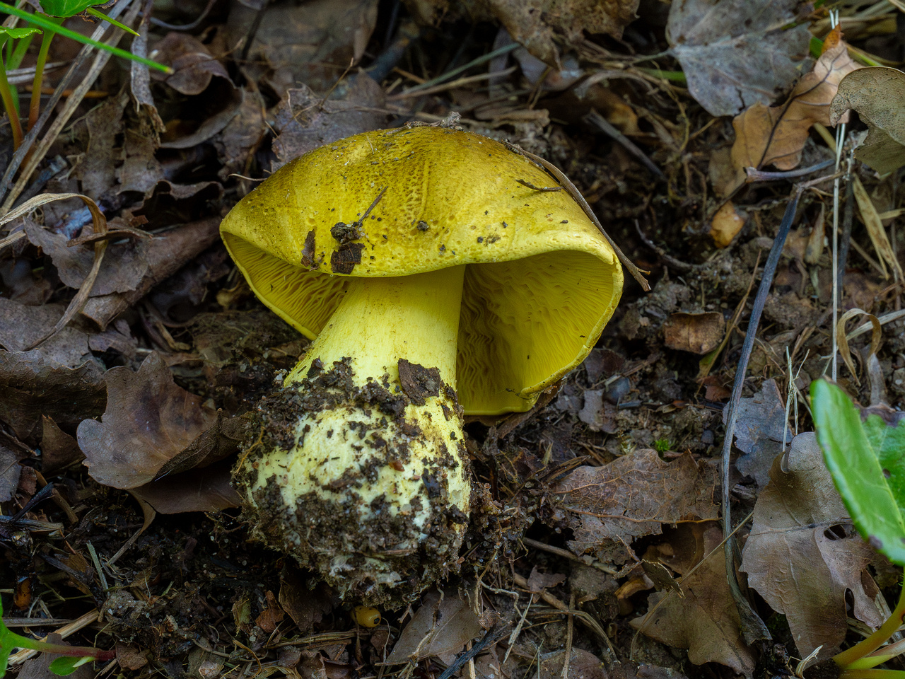 tricholoma-equestre_1-5