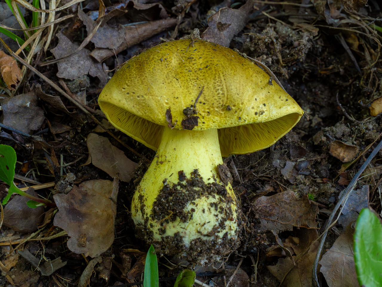 tricholoma-equestre_1-6