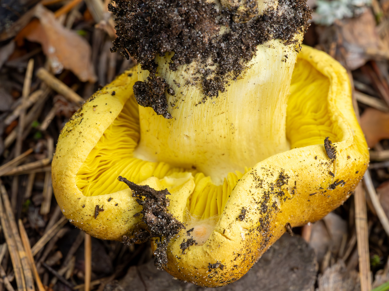 tricholoma-equestre_2023-09-12_1-10