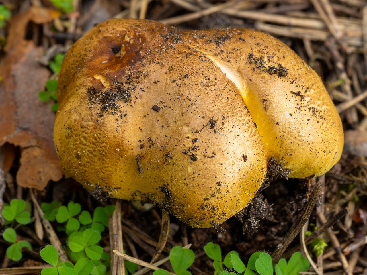 tricholoma-equestre_2023-09-12_1-2