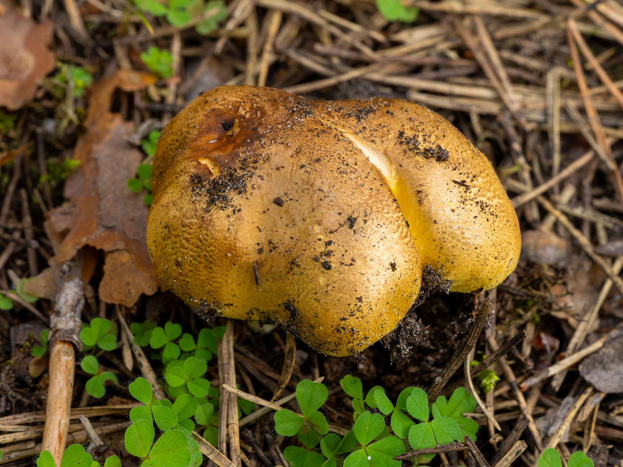 tricholoma-equestre_2023-09-12_1-3