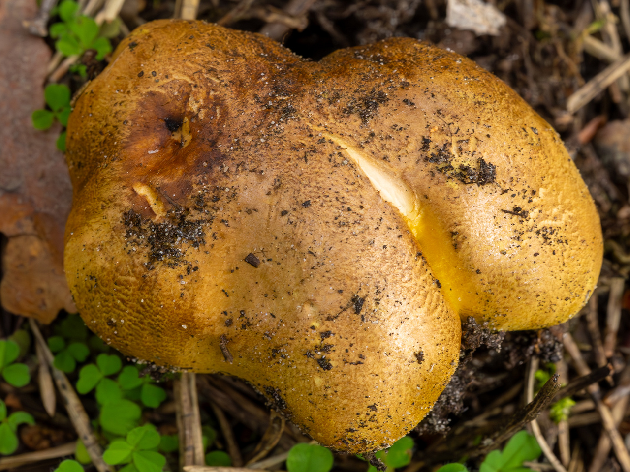 tricholoma-equestre_2023-09-12_1-4