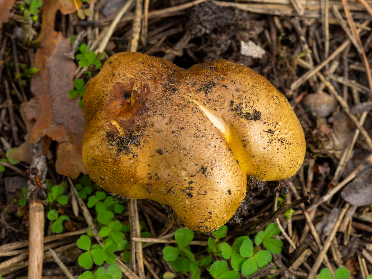 tricholoma-equestre_2023-09-12_1-5