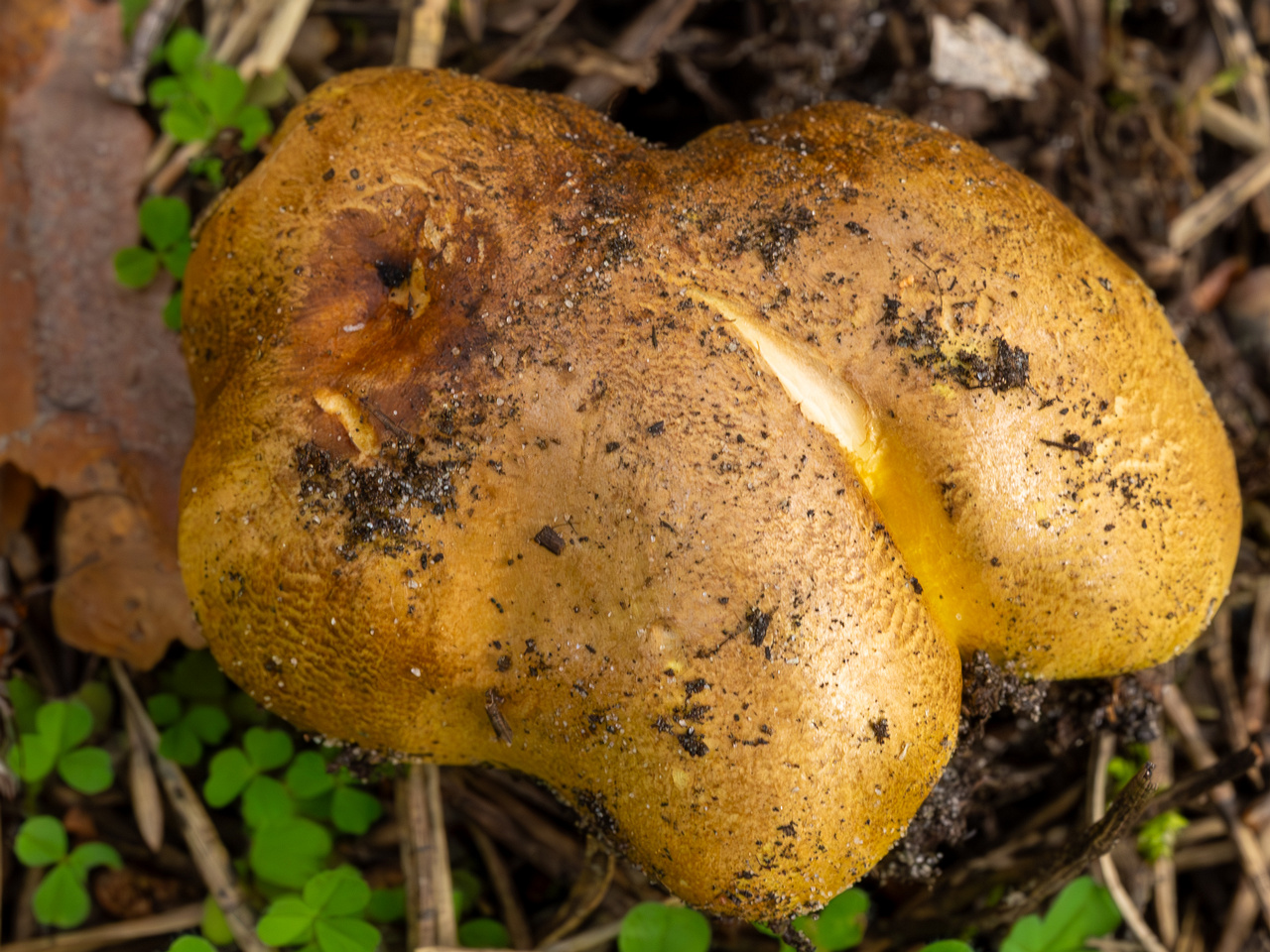 tricholoma-equestre_2023-09-12_1-6