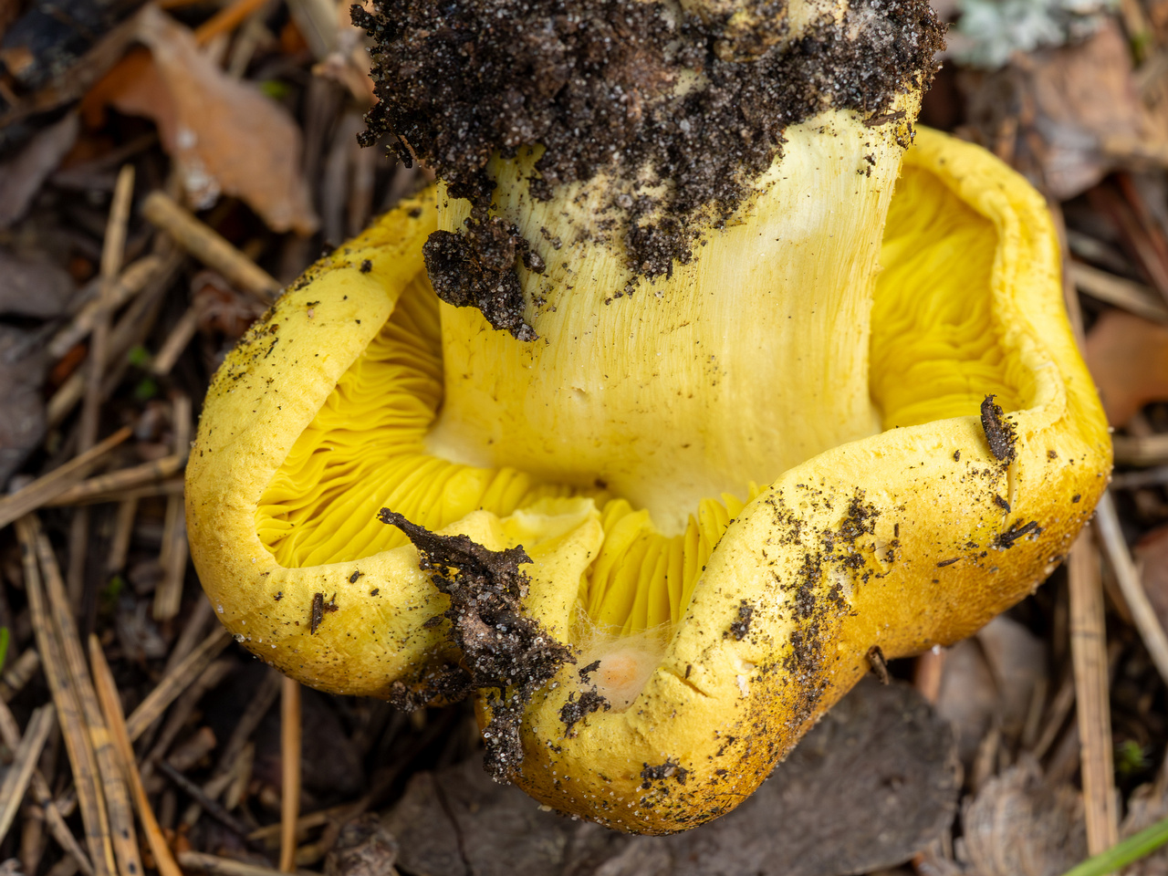 tricholoma-equestre_2023-09-12_1-7