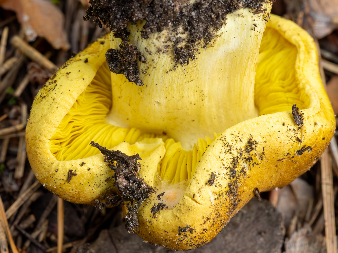 tricholoma-equestre_2023-09-12_1-8