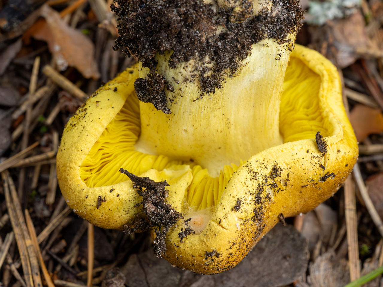 tricholoma-equestre_2023-09-12_1-9