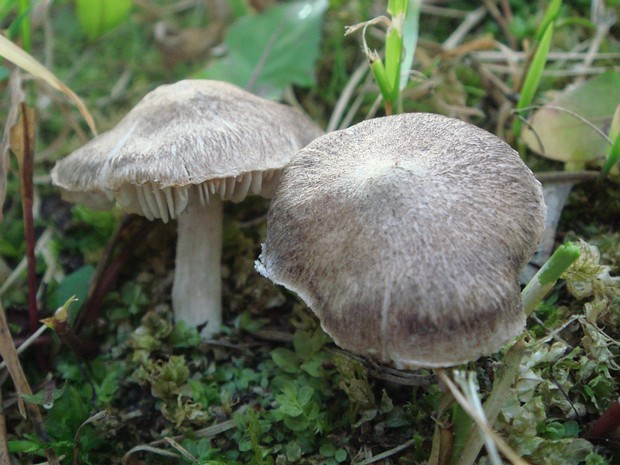 Рядовка землистая - Tricholoma terreum