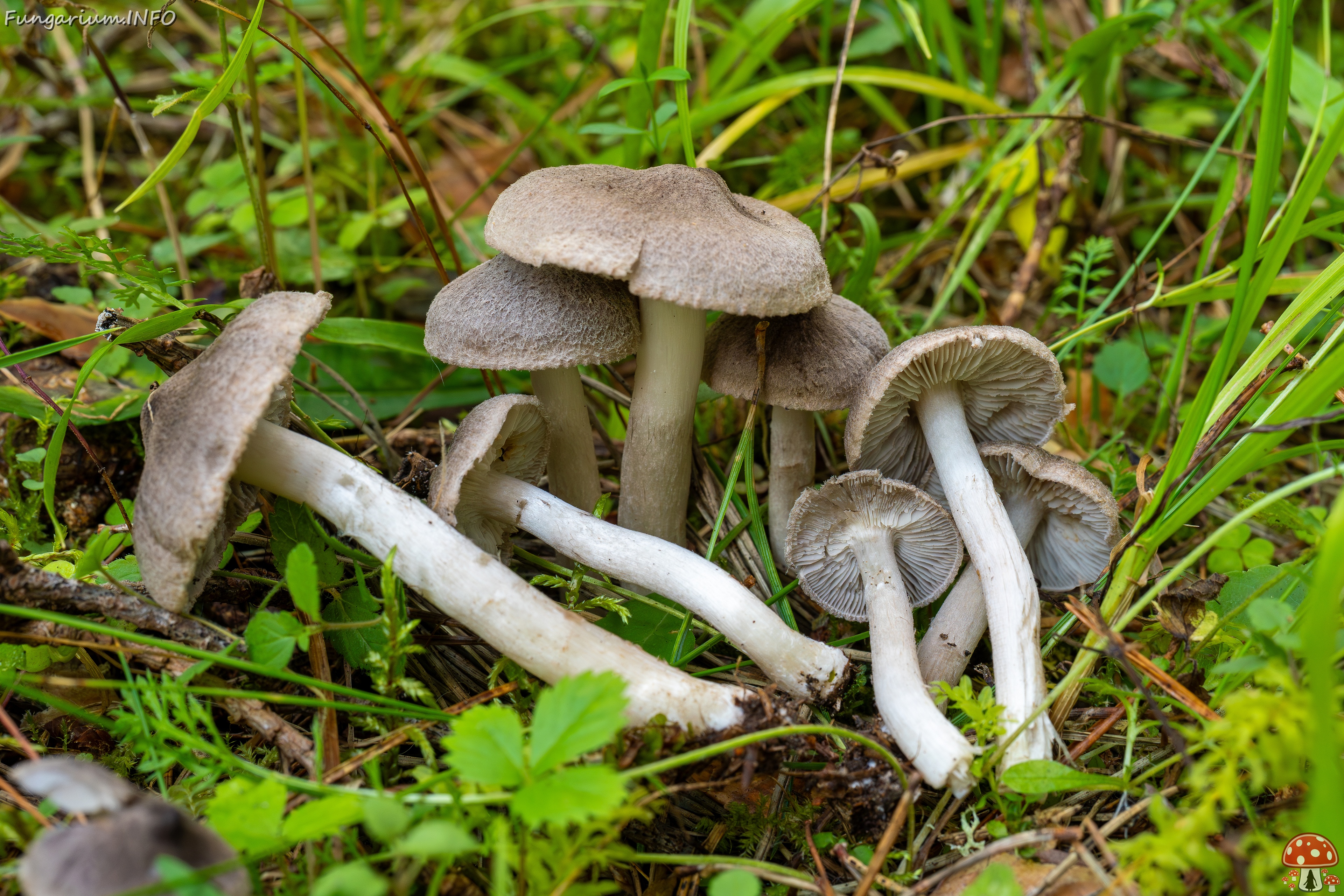 !Tricholoma terreum _2025-09-06_1-13 