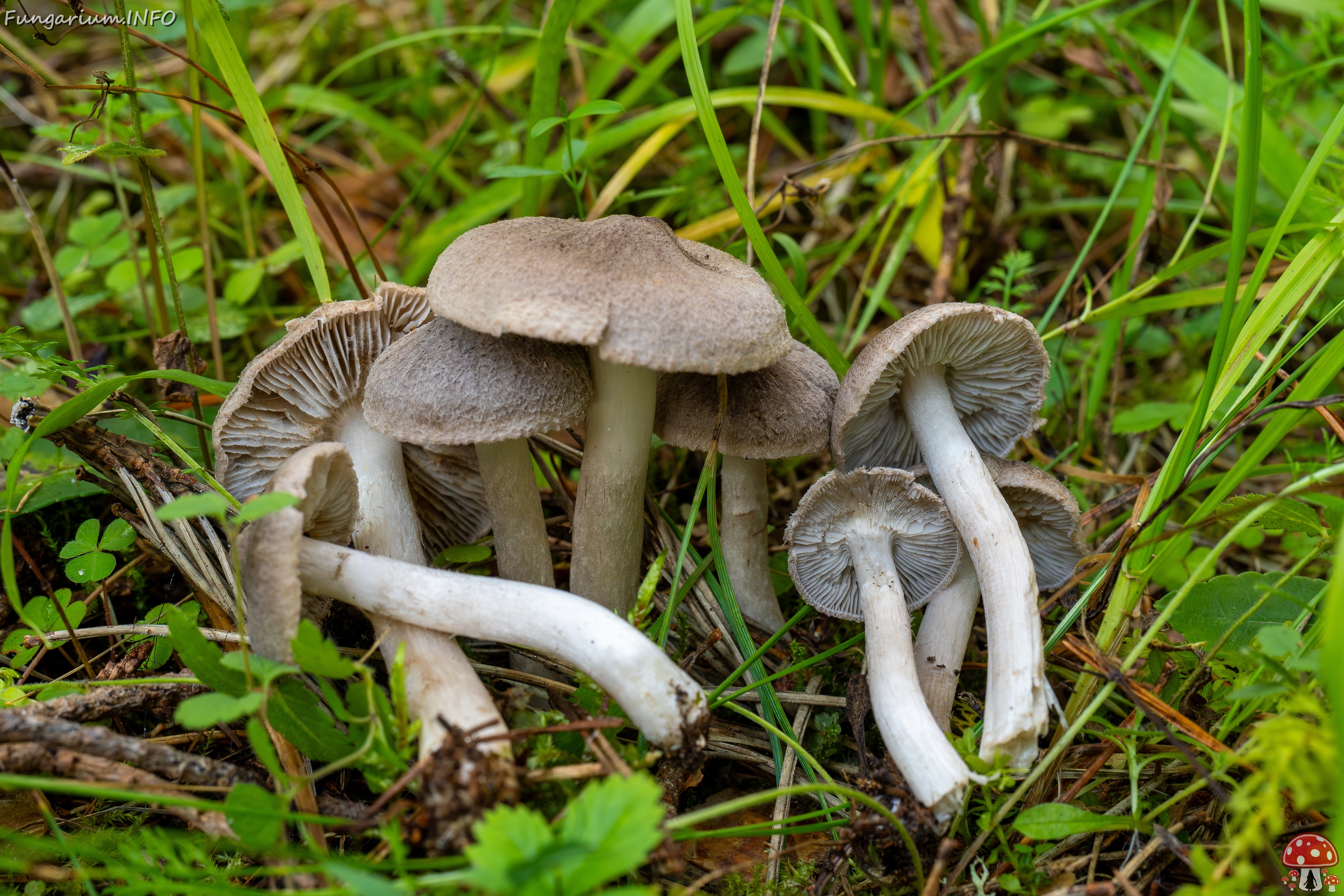 Tricholoma terreum _2025-09-06_1-10 